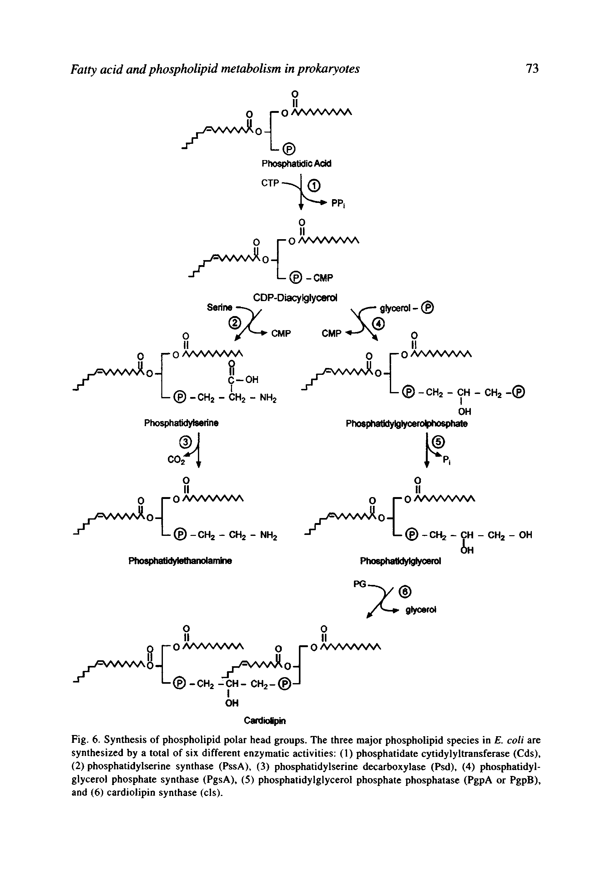 Fig. 6. Synthesis of phospholipid polar head groups. The three major phospholipid species in E. coli are synthesized by a total of six different enzymatic activities (1) phosphatidate cytidylyltransferase (Cds), (2) phosphatidylserine synthase (PssA), (3) phosphatidylserine decarboxylase (Psd), (4) phosphatidyl-glycerol phosphate synthase (PgsA), (5) phosphatidylglycerol phosphate phosphatase (PgpA or PgpB), and (6) cardiolipin synthase (els).
