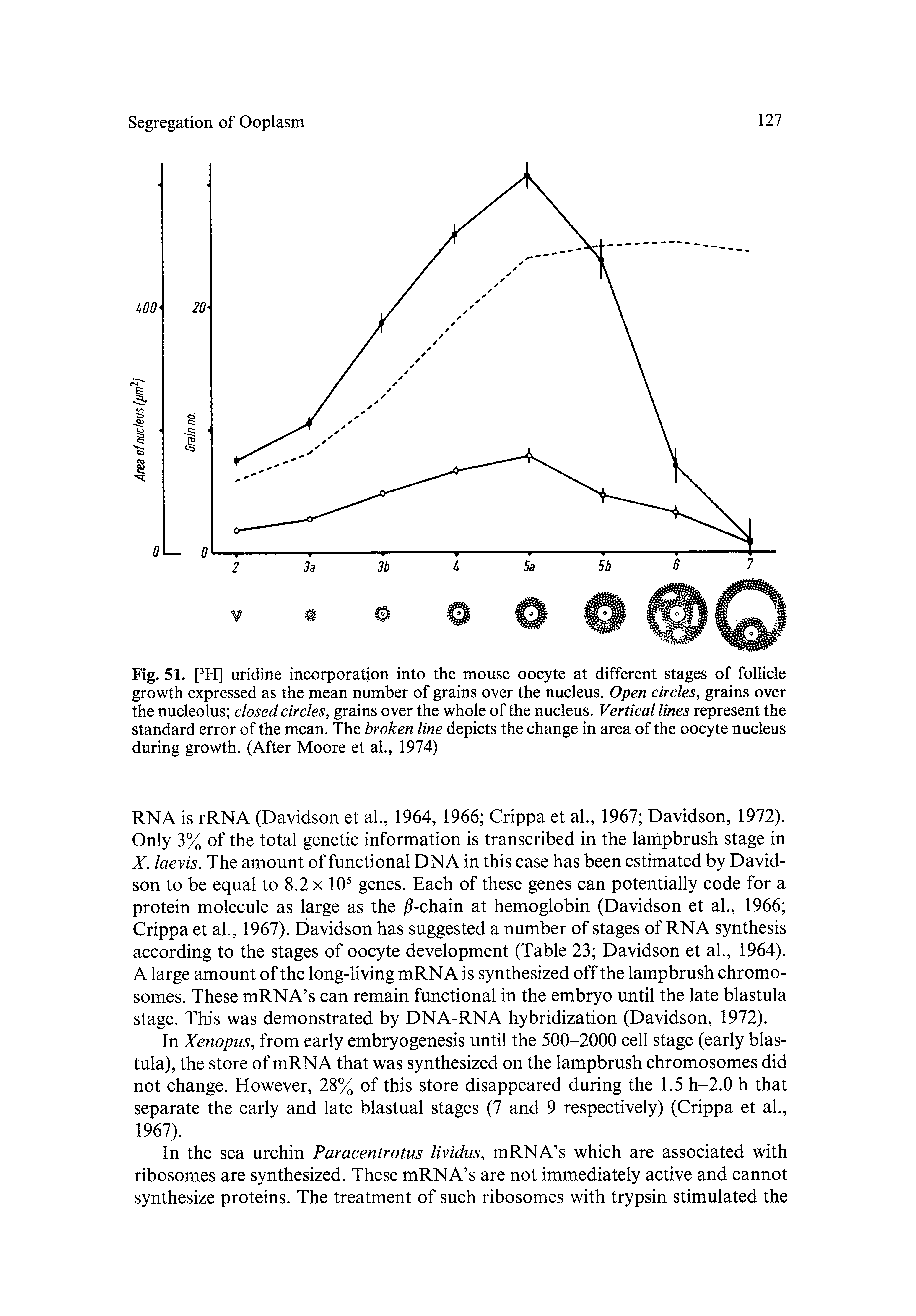 Fig. 51. [ H] uridine incorporation into the mouse oocyte at different stages of follicle growth expressed as the mean number of grains over the nucleus. Open circles, grains over the nucleolus closed circles, grains over the whole of the nucleus. Vertical lines represent the standard error of the mean. The broken line depicts the change in area of the oocyte nucleus during growth. (After Moore et al., 1974)...