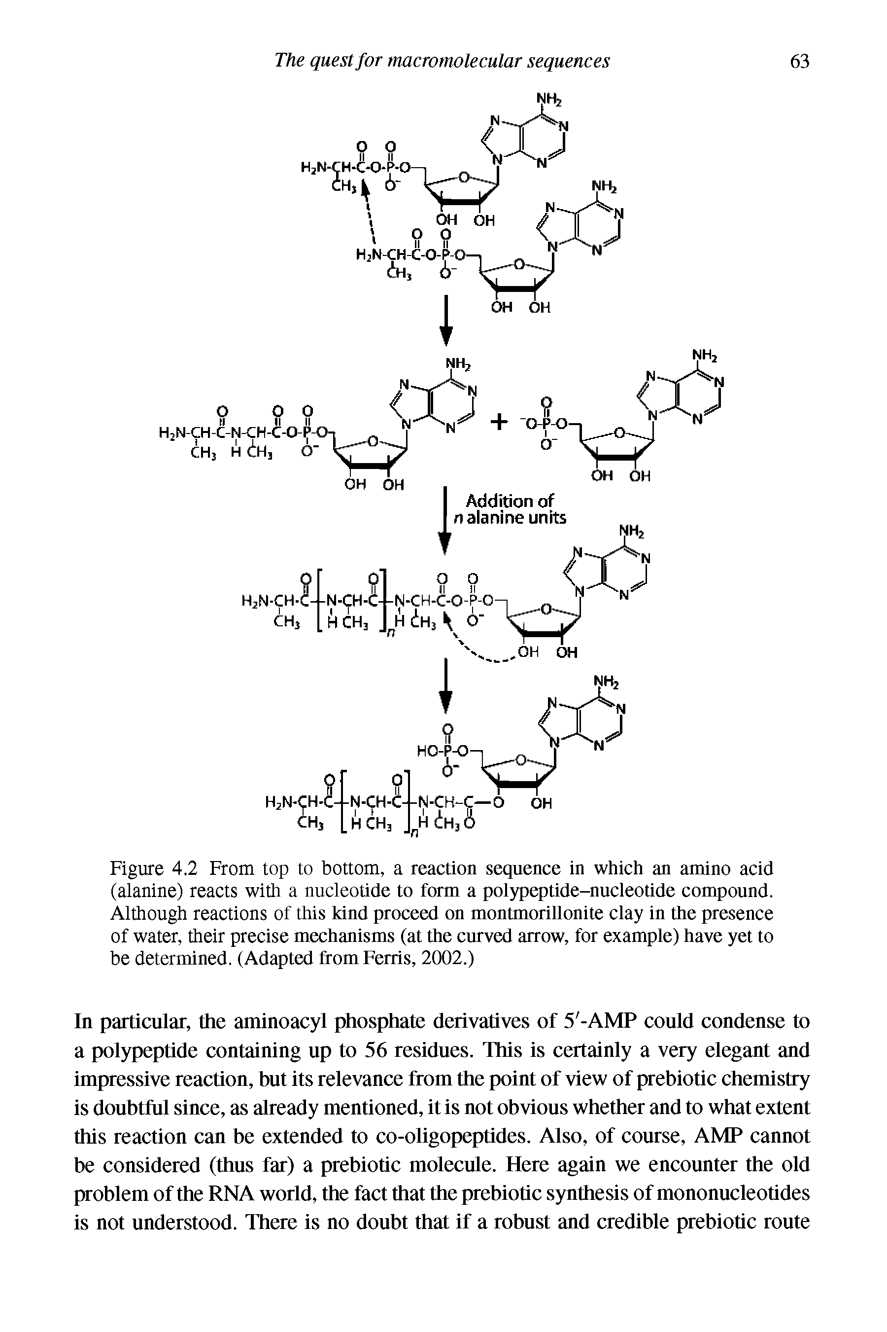 Figure 4.2 From top to bottom, a reaction sequence in which an amino acid (alanine) reacts with a nucleotide to form a polypeptide-nucleotide compound. Although reactions of this kind proceed on montmorillonite clay in the presence of water, their precise mechanisms (at the curved arrow, for example) have yet to be determined. (Adapted from Ferris, 2002.)...