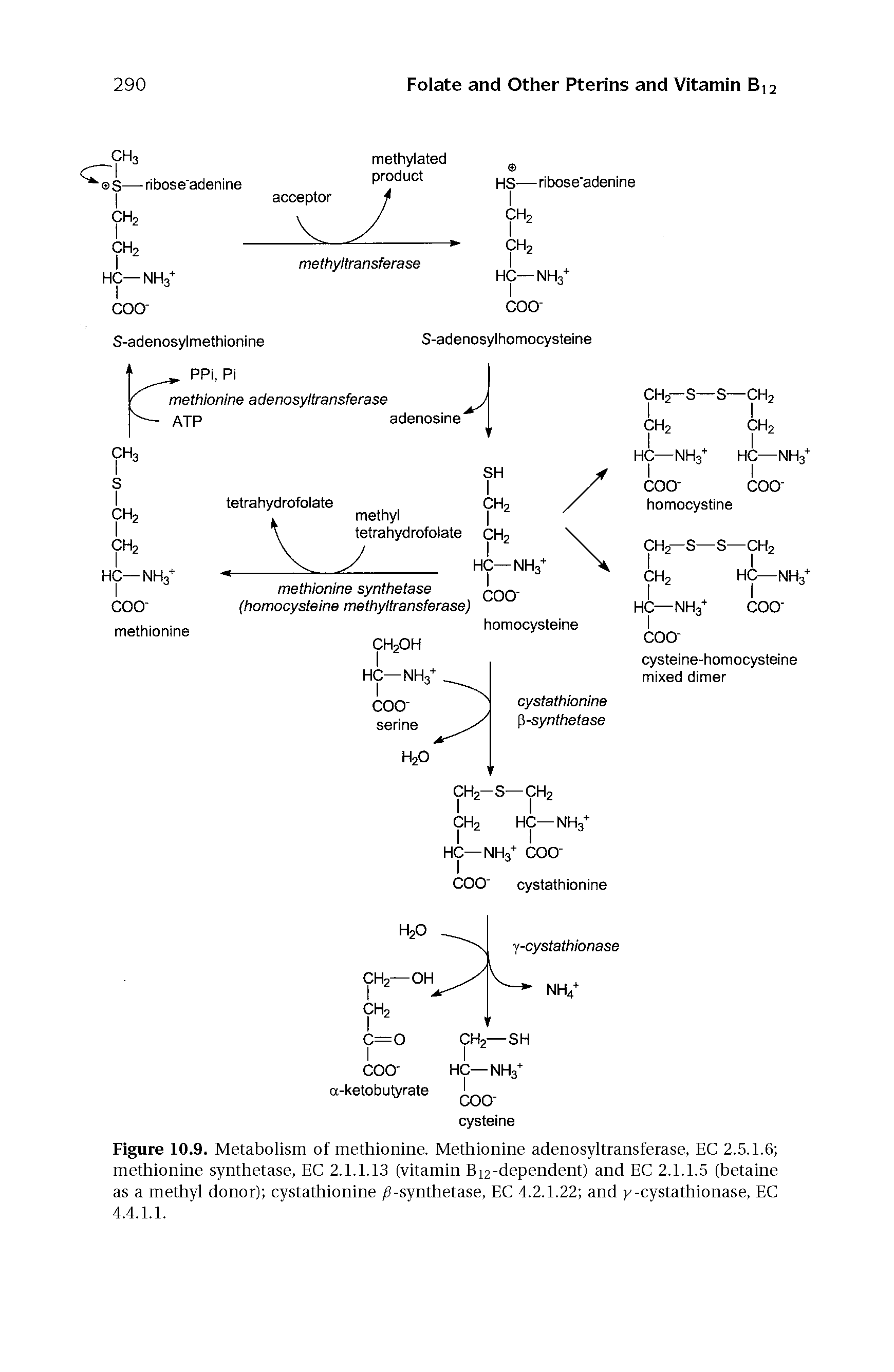Figure 10.9. Metabolism of methionine. Methionine adenosyltransferase, EC 2.5.1.6 methionine synthetase, EC 2.1.1.13 (vitamin B12-dependent) and EC 2.1.1.5 (betaine as a methyl donor) cystathionine, 6-synthetase, EC 4.2.1.22 and y-cystathionase, EC 4.4.I.I.