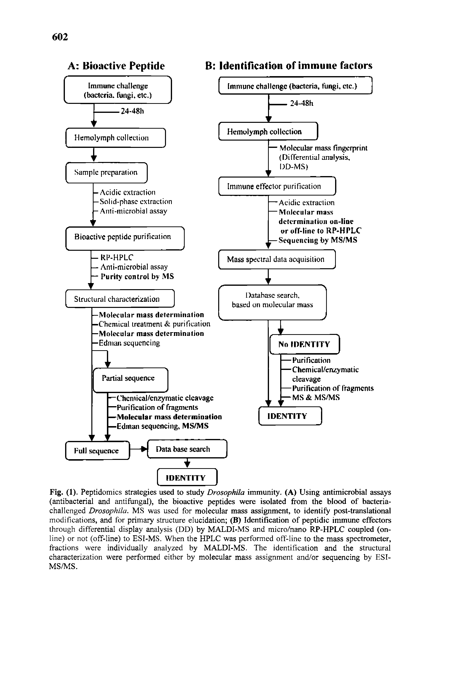 Fig. (1). Peptidomics strategies used to study Drosophila immunity. (A) Using antimicrobial assays (antibacterial and antifungal), the bioactive peptides were isolated from the blood of bacteria-challenged Drosophila. MS was used for molecular mass assignment, to identify post-translational modifications, and for primary structure elucidation (B) Identification of peptidic immune effectors through differential display analysis (DD) by MALDI-MS and micro/nano RP-HPLC coupled (online) or not (off-line) to ESI-MS. When the HPLC was performed off-line to the mass spectrometer, fractions were individually analyzed by MALDI-MS. The identification and the structural characterization were performed either by molecular mass assignment and/or sequencing by ESI-MS/MS.