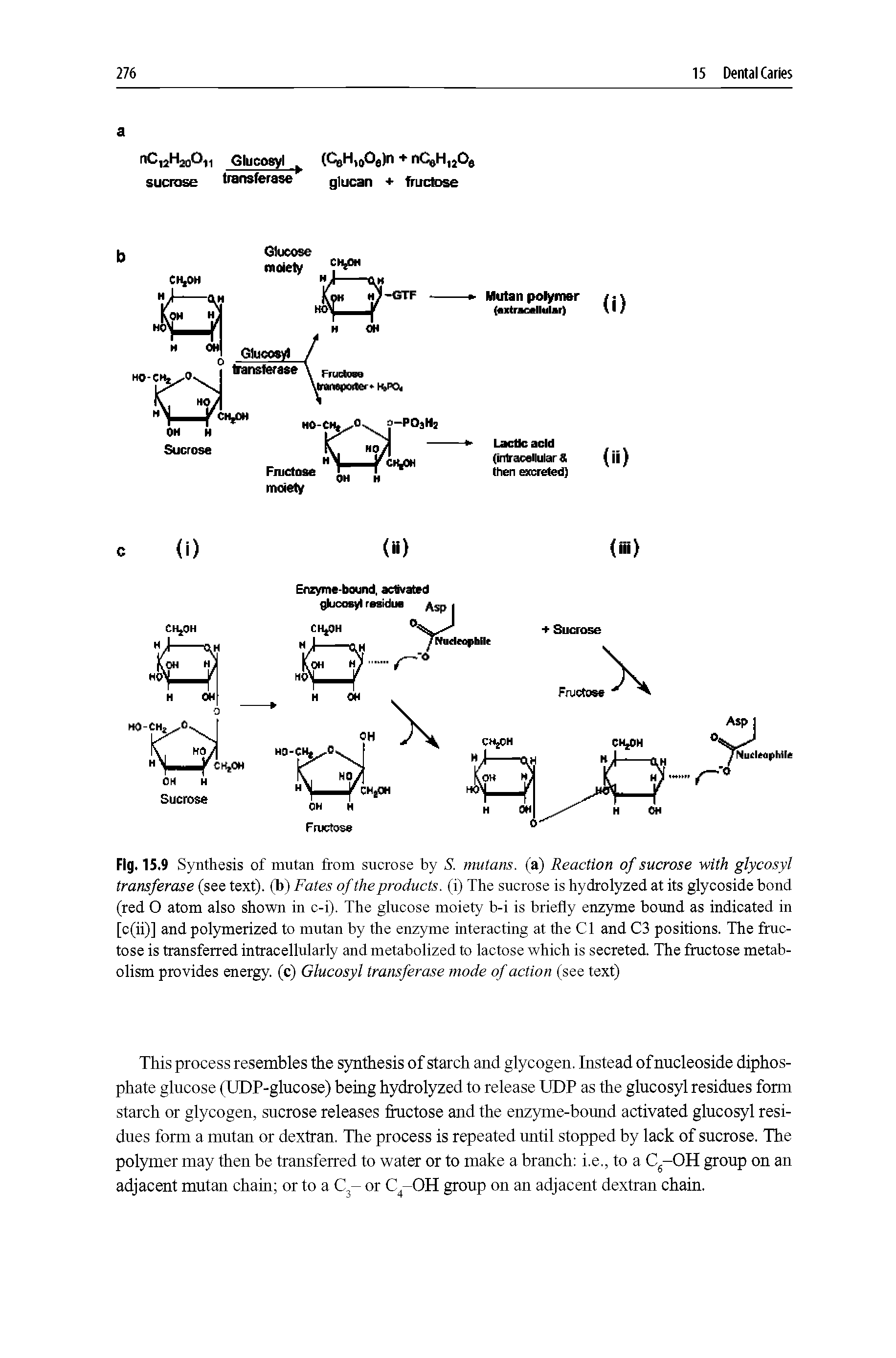 Fig. 15.9 Synthesis of mutan from sucrose by S. mutans. (a) Reaction of sucrose with glycosyl transferase (see text), (b) Fates of the products, (i) The sucrose is hydrolyzed at its glycoside bond (red O atom also shown in c-i). The glucose moiety b-i is briefly enzyme bound as indicated in [c(ii)] and polymerized to mutan by the enzyme interacting at the Cl and C3 positions. The fructose is transferred intracellularly and metabolized to lactose which is secreted. The fructose metabolism provides energy, (c) Glucosyl transferase mode of action (see text)...