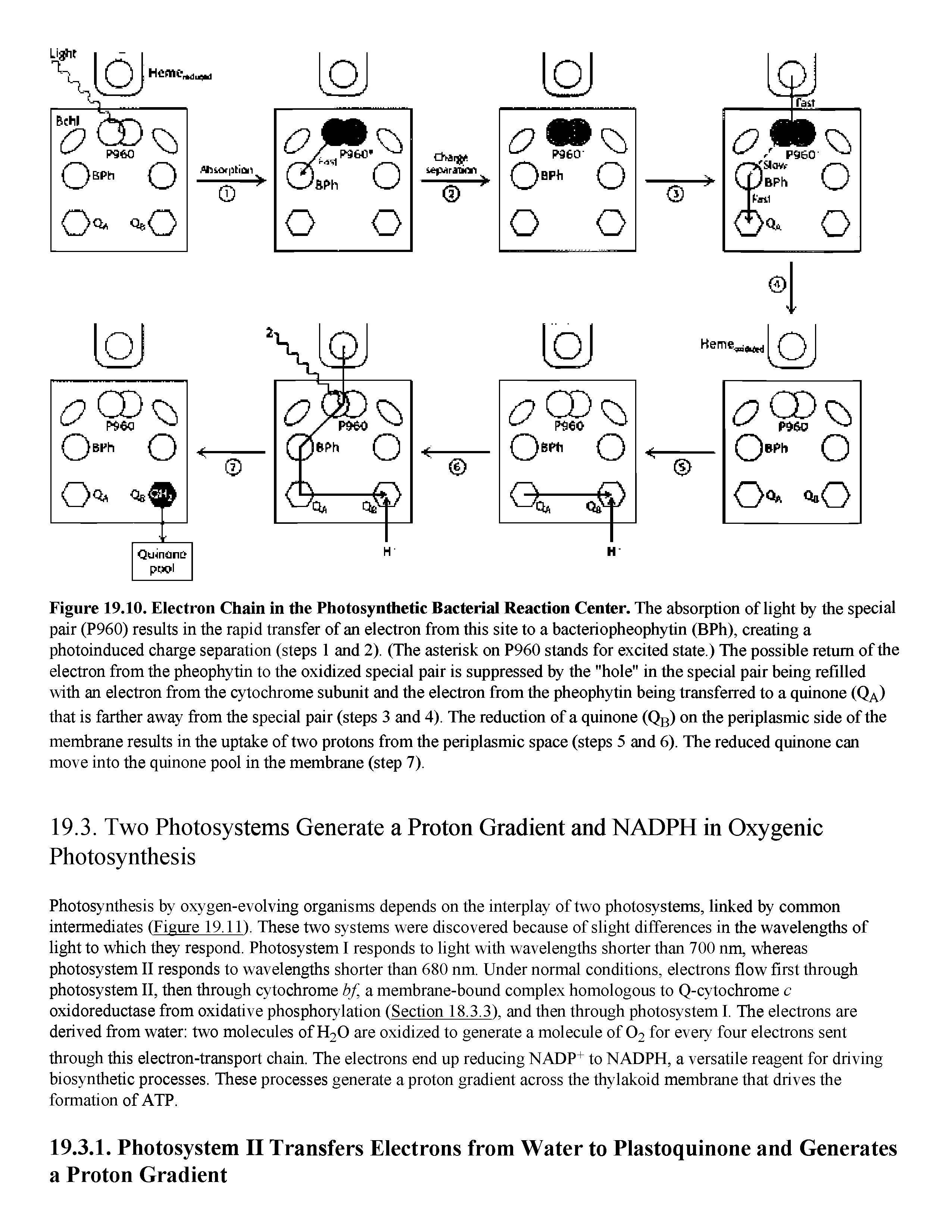 Figure 19.10. Electron Chain in the Photosynthetic Bacterial Reaction Center. The absorption of light by the special pair (P960) results in the rapid transfer of an electron from this site to a bacteriopheophytin (BPh), creating a photoinduced charge separation (steps 1 and 2). (The asterisk on P960 stands for excited state.) The possible return of the electron from the pheophytin to the oxidized special pair is suppressed by the "hole" in the special pair being refilled with an electron from the cytochrome subunit and the electron from the pheophytin being transferred to a quinone (Q ) that is farther away from the special pair (steps 3 and 4). The reduction of a quinone (Qg) on the periplasmic side of the membrane results in the uptake of two protons from the periplasmic space (steps 5 and 6). The reduced quinone can move into the quinone pool in the membrane (step 7).