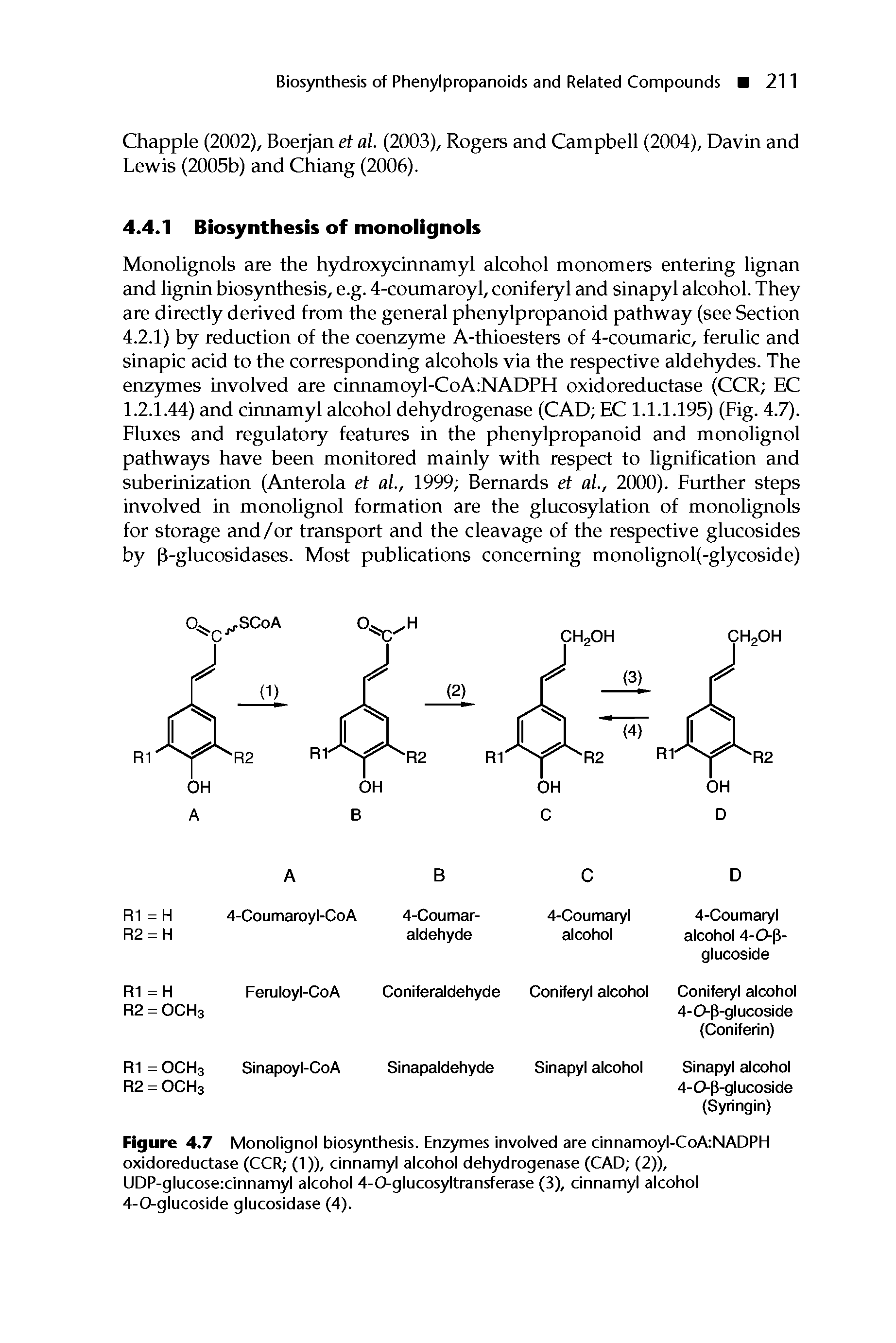 Figure 4.7 Monolignol biosynthesis. Enzymes involved are cinnamoyl-CoAiNADPH oxidoreductase (CCR (1)), cinnamyl alcohol dehydrogenase (CAD (2)), UDP-glucose cinnamyl alcohol 4-0-glucosyltransferase (3), cinnamyl alcohol 4-0-glucoside glucosidase (4).