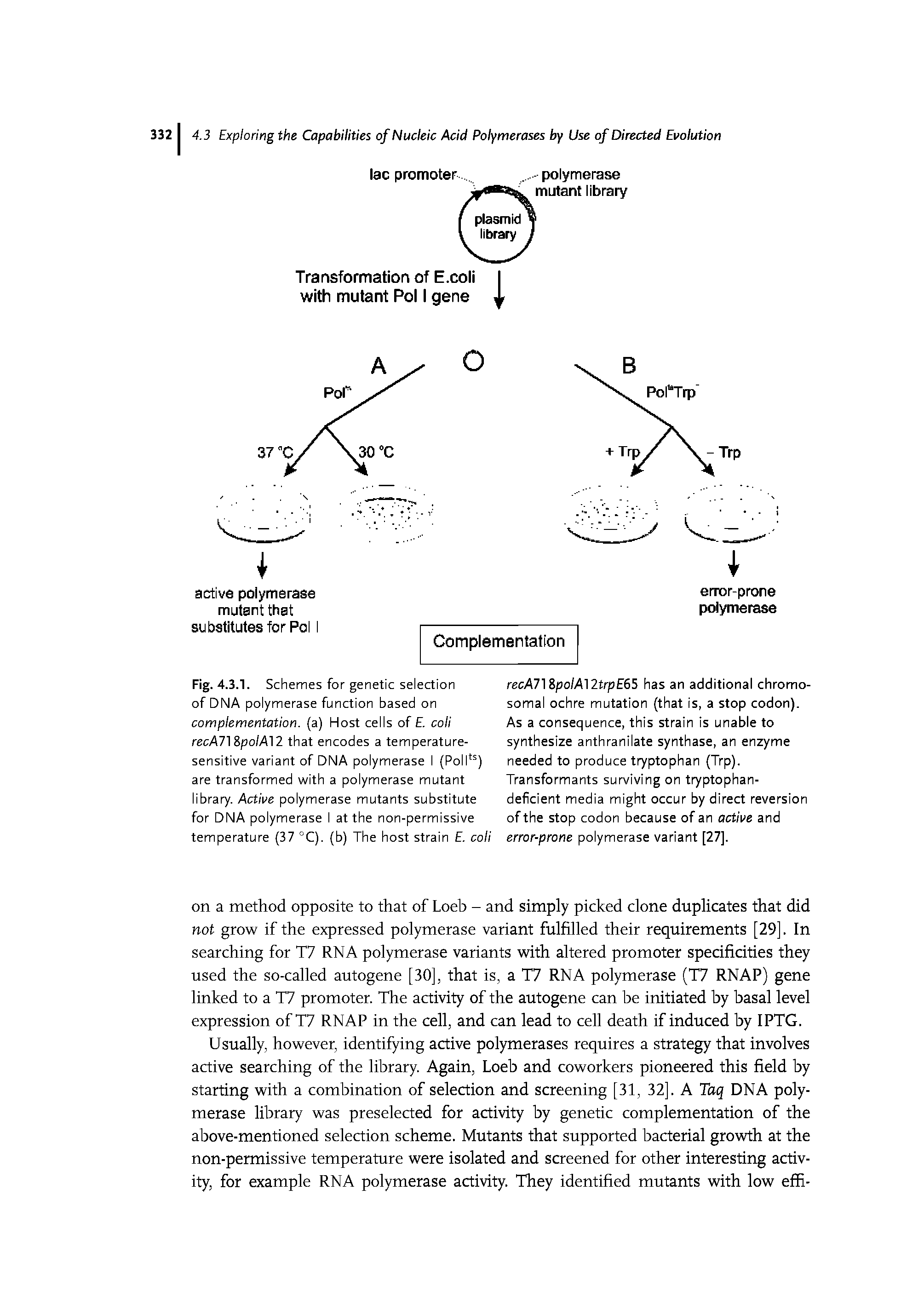 Fig. 4.3.1. Schemes for genetic selection of DNA polymerase function based on complementation, (a) Host cells of E. coli recA718po/A12 that encodes a temperature-sensitive variant of DNA polymerase I (Pollts) are transformed with a polymerase mutant library. Active polymerase mutants substitute for DNA polymerase I at the non-permissive temperature (37 °C). (b) The host strain E. coli...