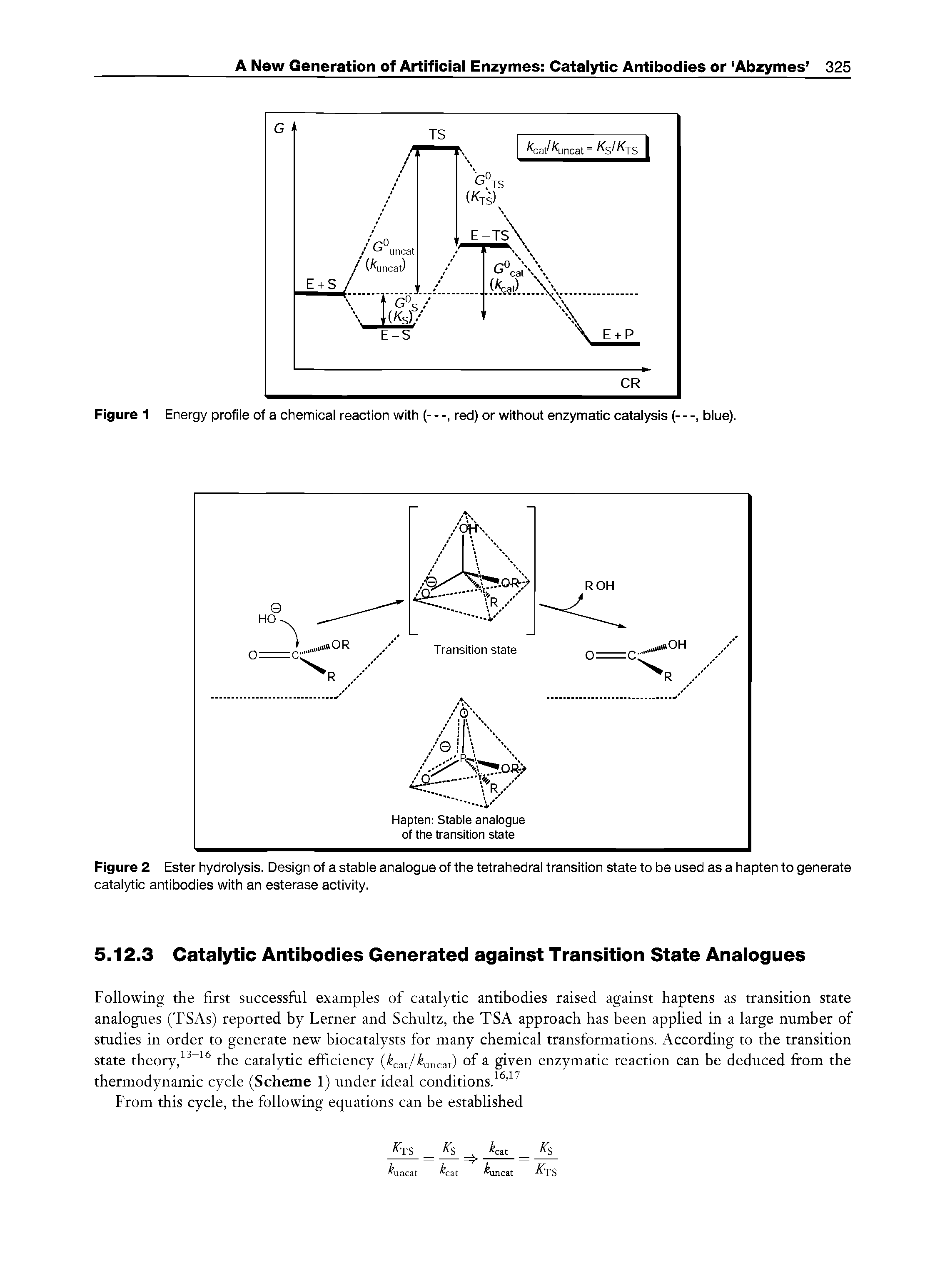 Figure 2 Ester hydrolysis. Design of a stable analogue of the tetrahedral transition state to be used as a hapten to generate catalytic antibodies with an esterase activity.