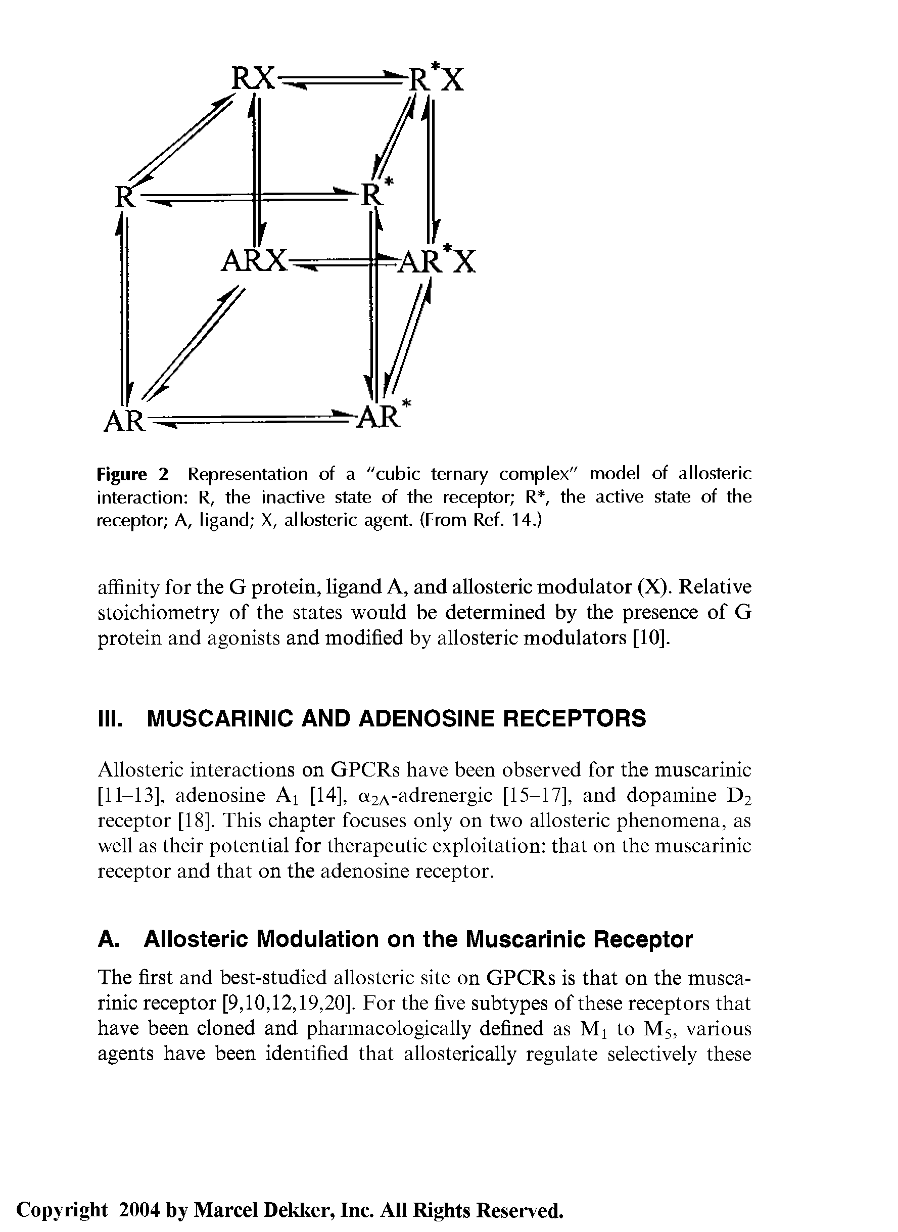 Figure 2 Representation of a "cubic ternary complex" model of allosteric interaction R, the inactive state of the receptor R, the active state of the receptor A, ligand X, allosteric agent. (From Ref. 14.)...