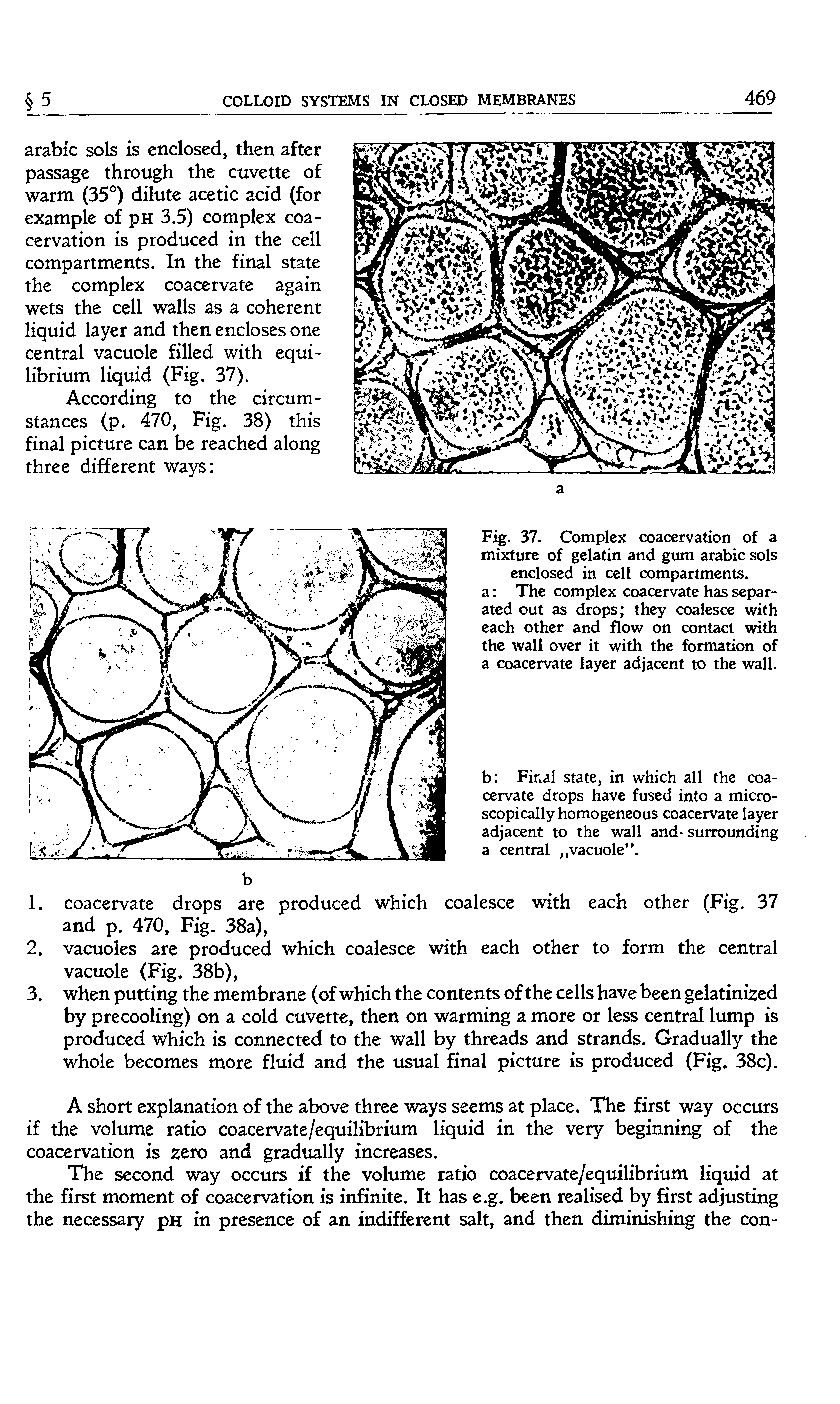 Fig. 37. Complex coacervation of a mixture of gelatin and gum arabic sols enclosed in cell compartments, a The complex coacervate has separated out as drops they coalesce with each other and flow on contact with the wall over it with the formation of a coacervate layer adjacent to the wall.