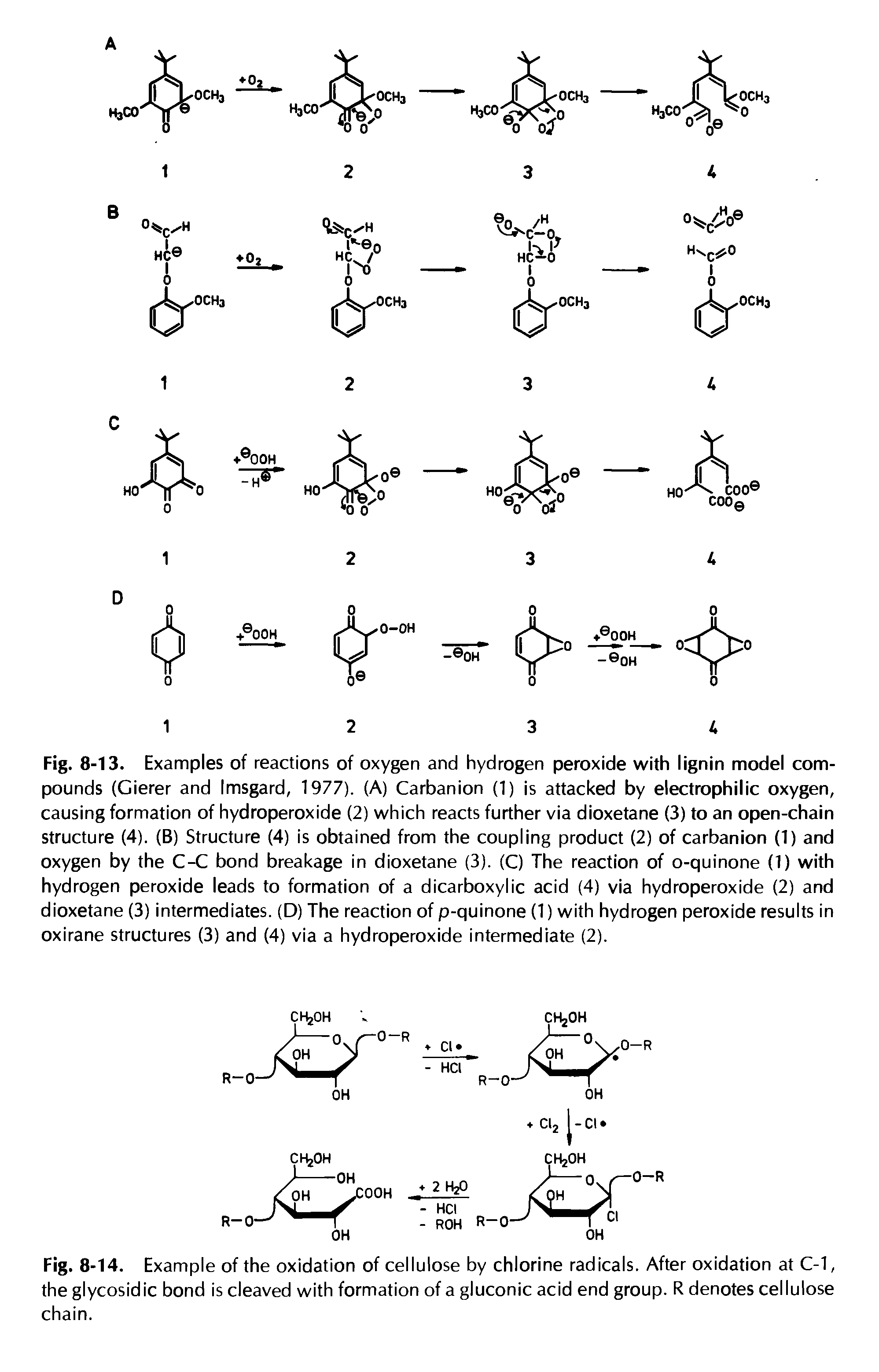 Fig. 8-14. Example of the oxidation of cellulose by chlorine radicals. After oxidation at C-1, the glycosidic bond is cleaved with formation of a gluconic acid end group. R denotes cellulose chain.