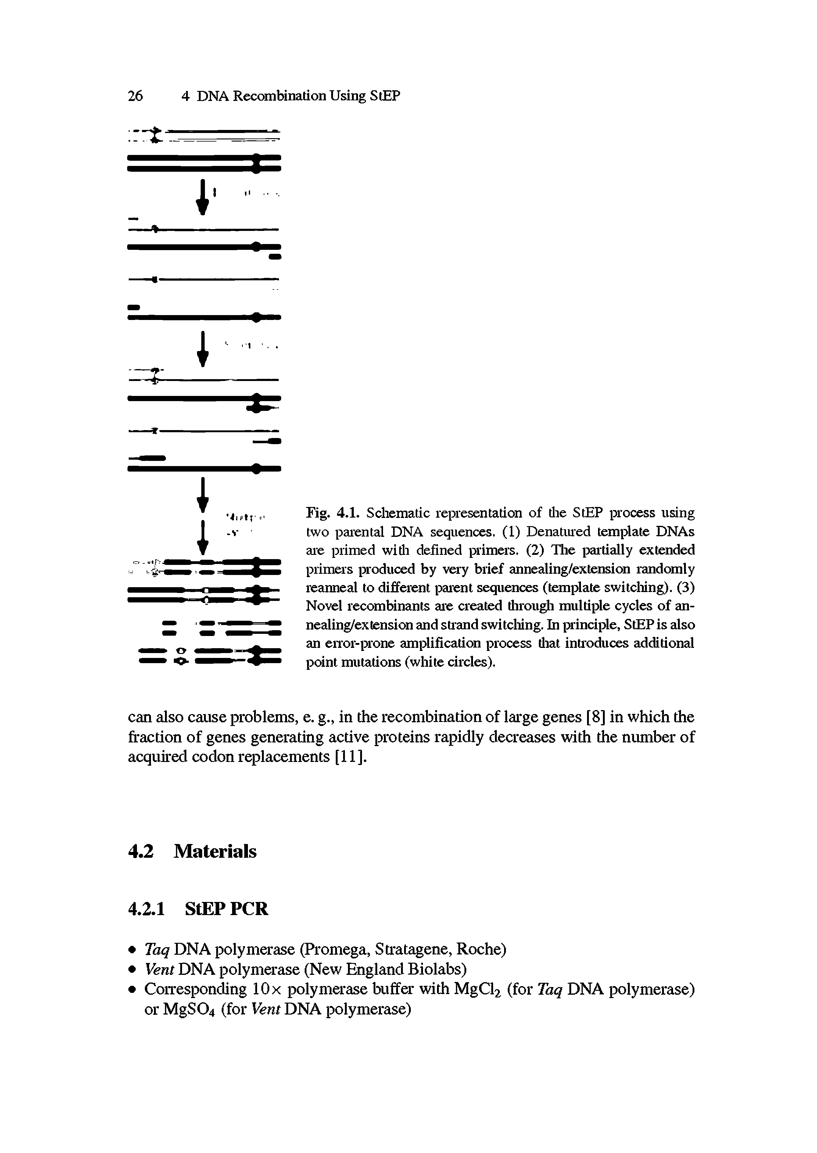 Fig. 4.1. Schematic representation of die StEP process using two parental DNA sequences. (1) Denatured template DNAs are primed widi defined primers. (2) The partially extended primers produced by very brief annealing/extension randomly reanneal to different parent sequences (template switching). (3) Novel recombinants are created through multiple cycles of annealing/extension and strand switelling, hi principle, StEP is also an error-prone amplification process dial introduces additional point mutations (white circles).