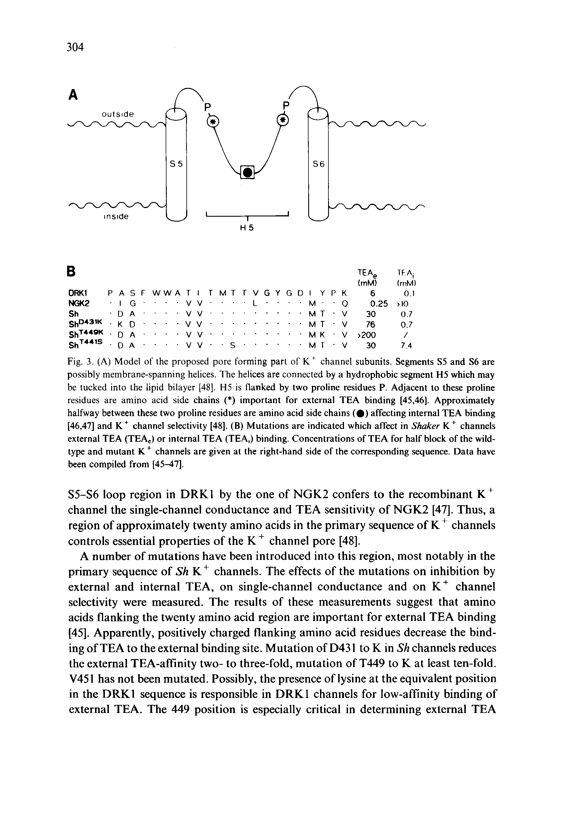 Fig. 3. (A) Model of the proposed pore forming part of K channel subunits. Segments S5 and S6 are possibly membrane-spanning helices. The helices are connected by a hydrophobic segment H5 which may be tucked into the lipid bilayer [48]. H5 is flanked by two proline residues P. Adjacent to these proline residues are amino acid side chains ( ) important for external TEA binding [45,46]. Approximately halfway between these two proline residues are amino acid side chains ( ) affecting internal TEA binding [46,47] and K channel selectivity [48]. (B) Mutations are indicated which affect in Shaker channels external TEA (TEAe) or internal TEA (TEA,) binding. Concentrations of TEA for half block of the wild-type and mutant K channels are given at the right-hand side of the corresponding sequence. Data have been compiled from [45-47].