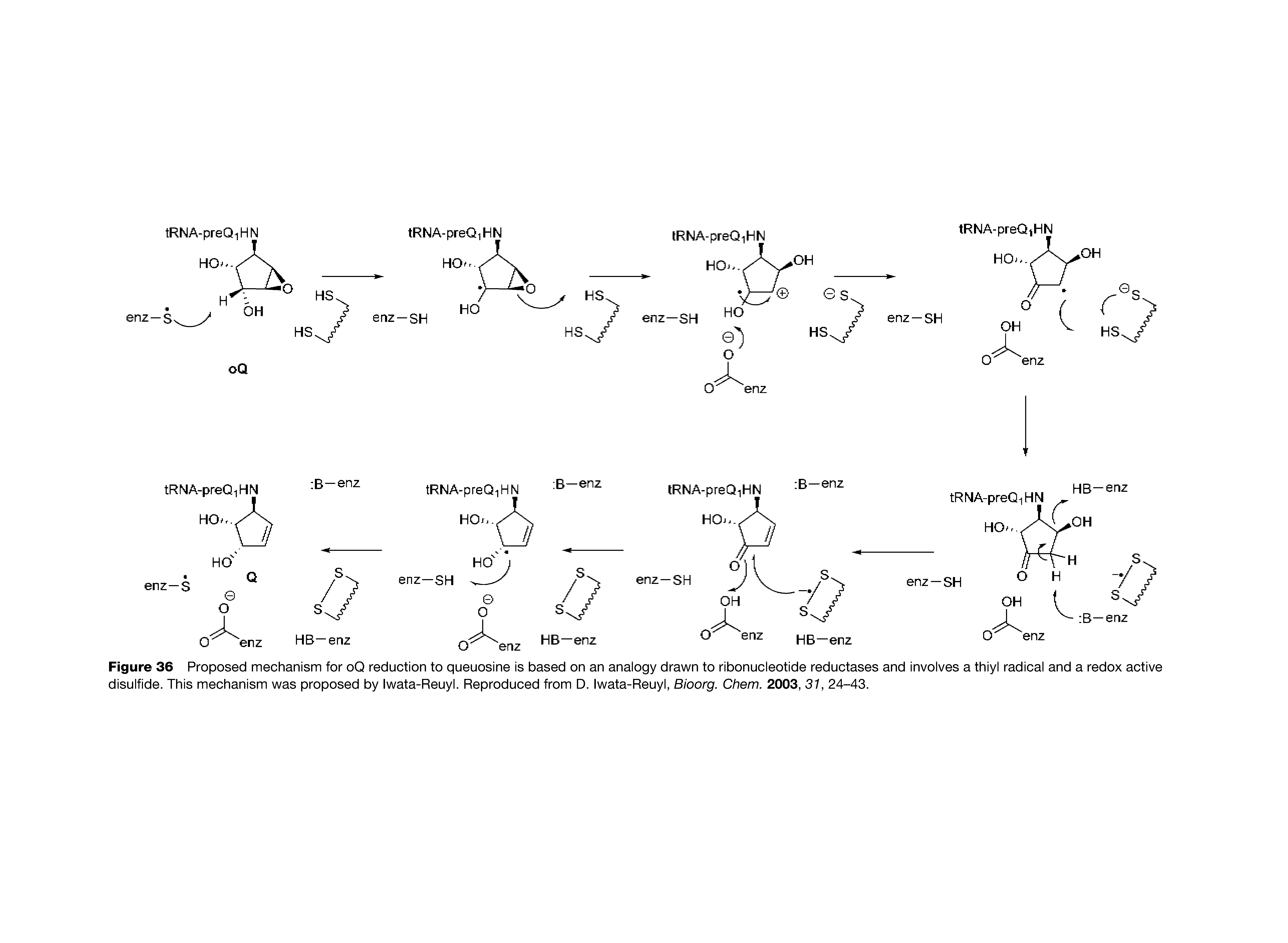 Figure 36 Proposed mechanism for oQ reduction to queuosine is based on an analogy drawn to ribonucleotide reductases and involves a thiyi radical and a redox active disulfide. This mechanism was proposed by Iwata-Reuyl. Reproduced from D. Iwata-Reuyl, Bioorg. Chem. 2003, 31, 24-43.