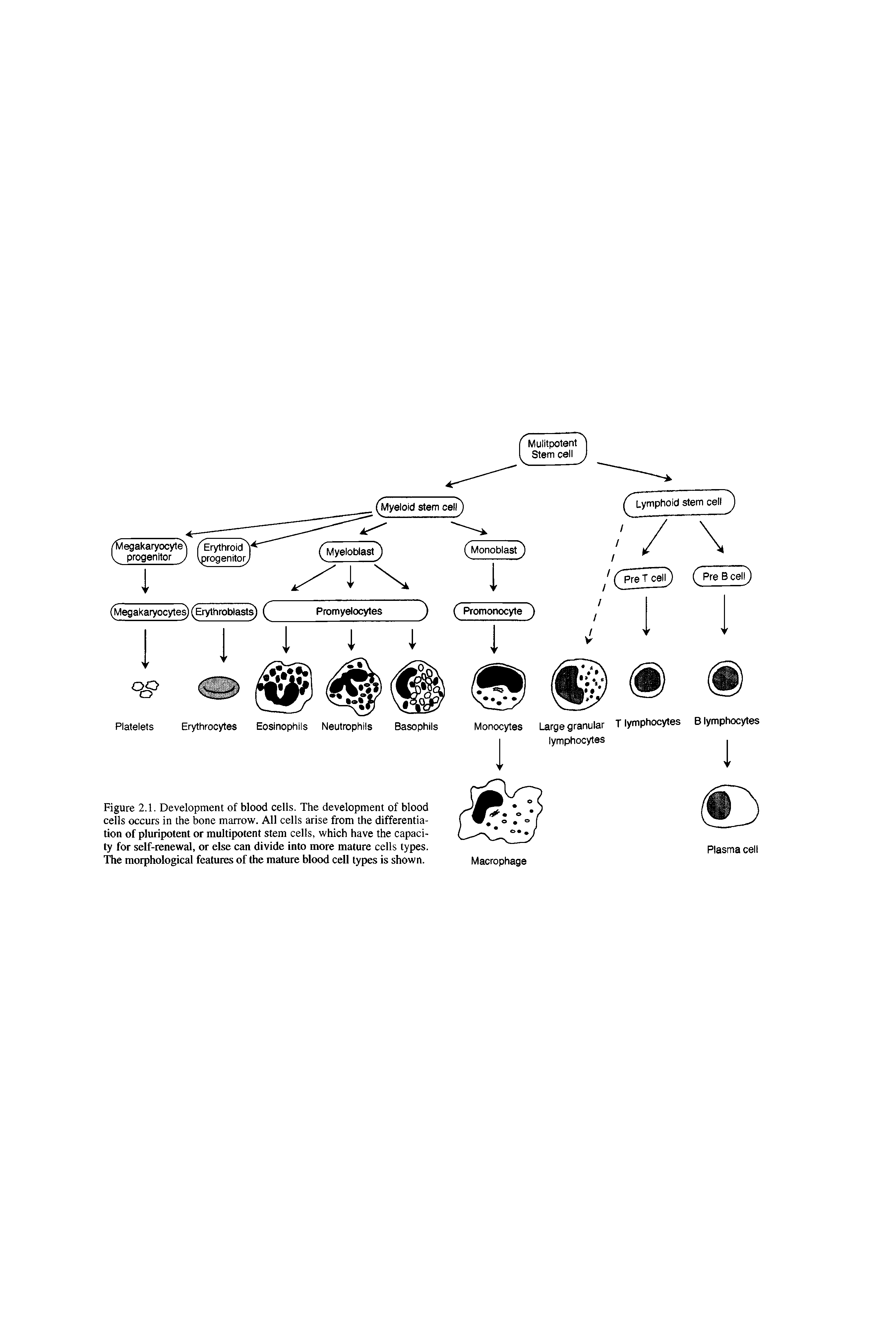 Figure 2.1. Development of blood cells. The development of blood cells occurs in the bone marrow. All cells arise from the differentiation of pluripotent or multipotent stem cells, which have the capacity for self-renewal, or else can divide into more mature cells types. The morphological features of the mature blood cell types is shown.