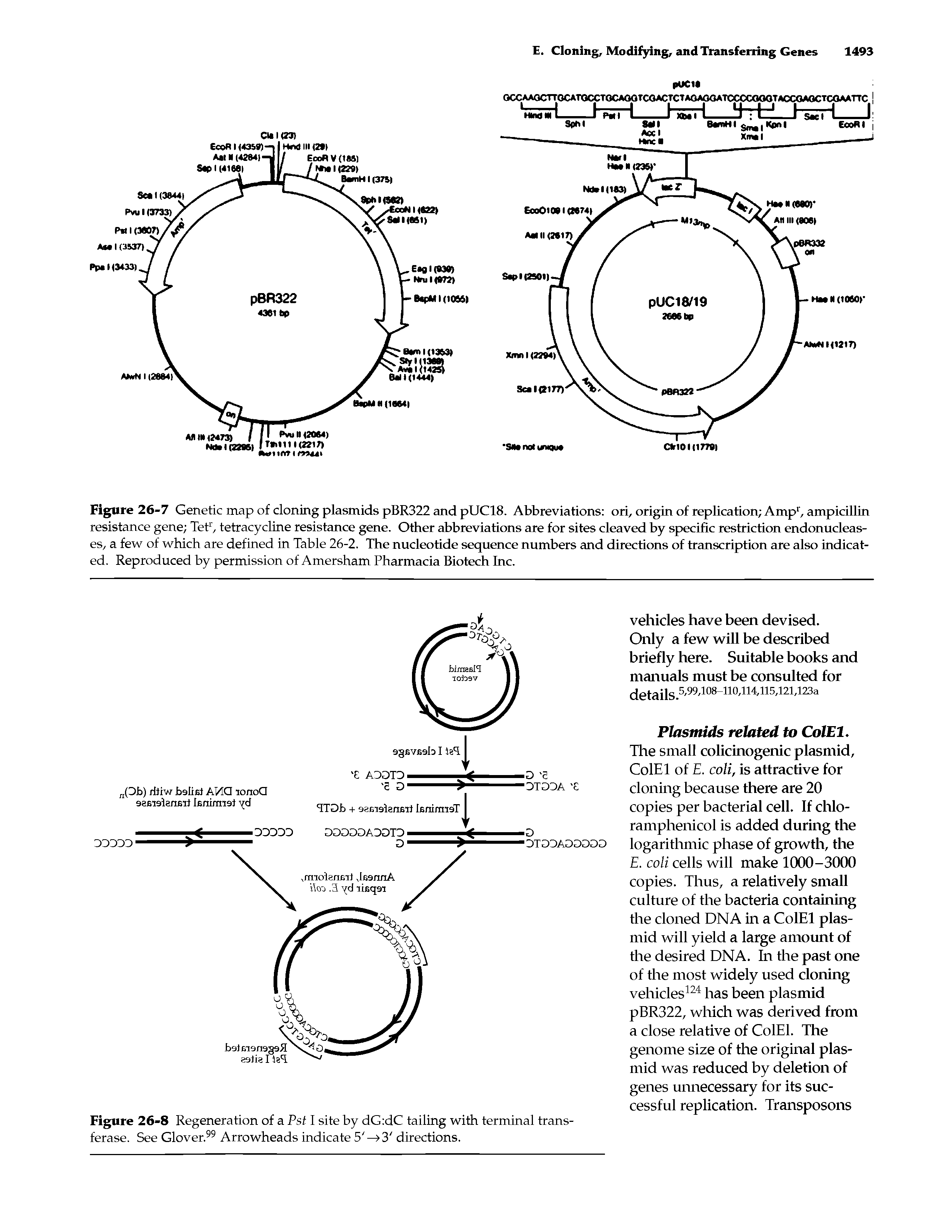 Figure 26-7 Genetic map of cloning plasmids pBR322 and pUC18. Abbreviations ori, origin of replication Amp1, ampicillin resistance gene Tet1, tetracycline resistance gene. Other abbreviations are for sites cleaved by specific restriction endonucleases, a few of which are defined in Table 26-2. The nucleotide sequence numbers and directions of transcription are also indicated. Reproduced by permission of Amersham Pharmacia Biotech Inc.