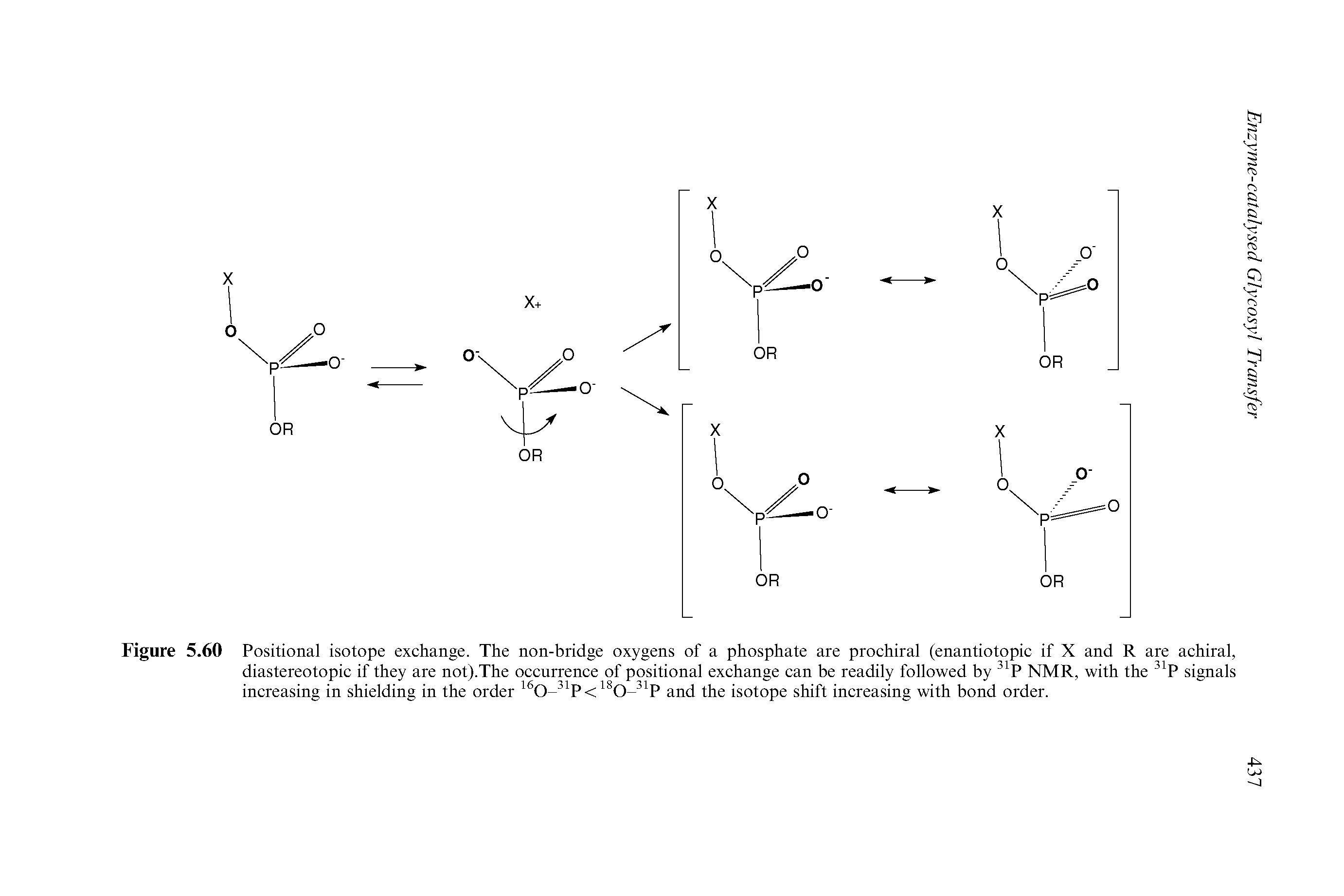Figure 5.60 Positional isotope exchange. The non-bridge oxygens of a phosphate are prochiral (enantiotopic if X and R are achiral, diastereotopic if they are not).The occurrence of positional exchange can be readily followed by NMR, with the P signals increasing in shielding in the order and the isotope shift increasing with bond order.