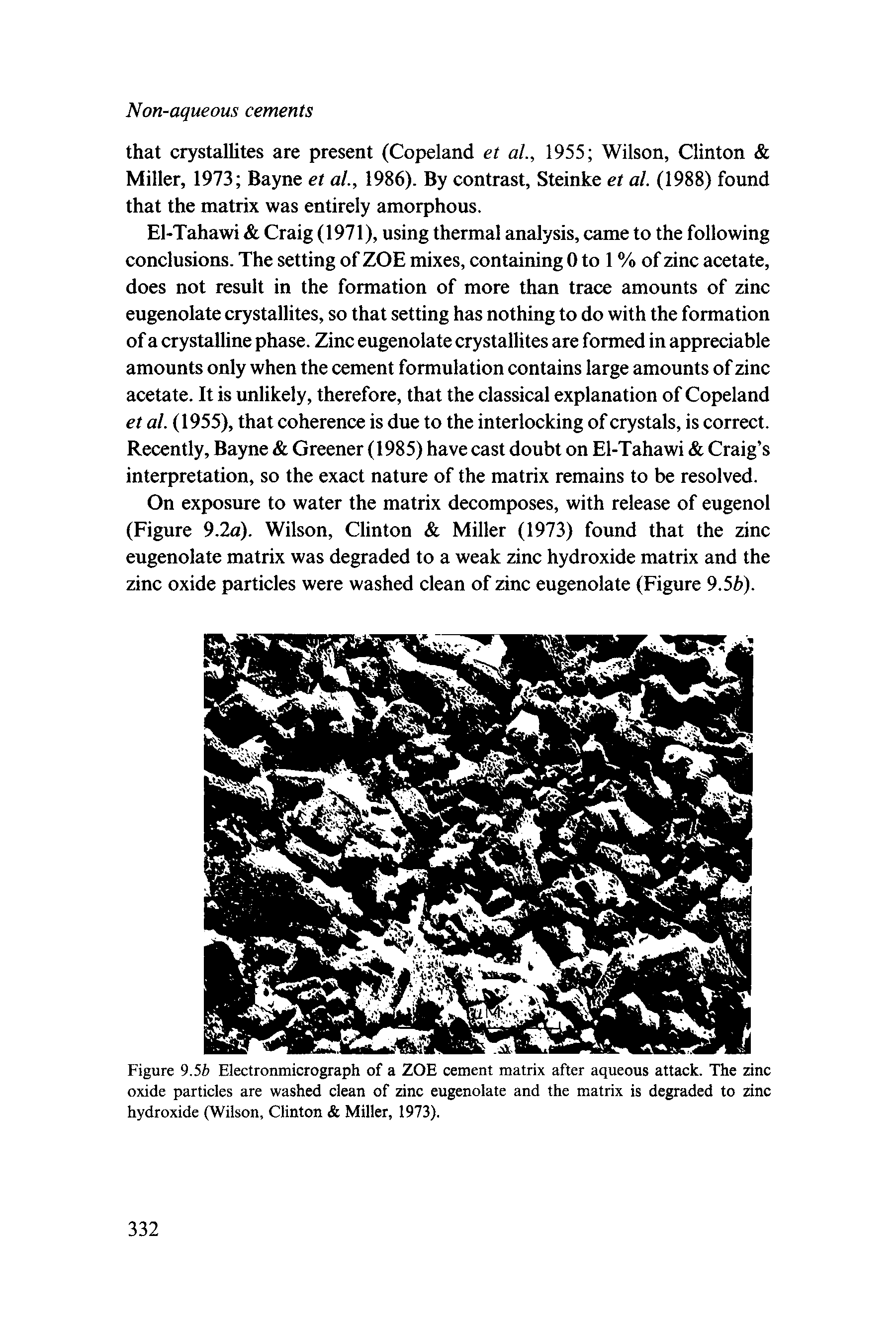 Figure 9.5b Electronmicrograph of a ZOE cement matrix after aqueous attack. The zinc oxide particles are washed clean of zinc eugenolate and the matrix is degraded to zinc hydroxide (Wilson, Clinton Miller, 1973).