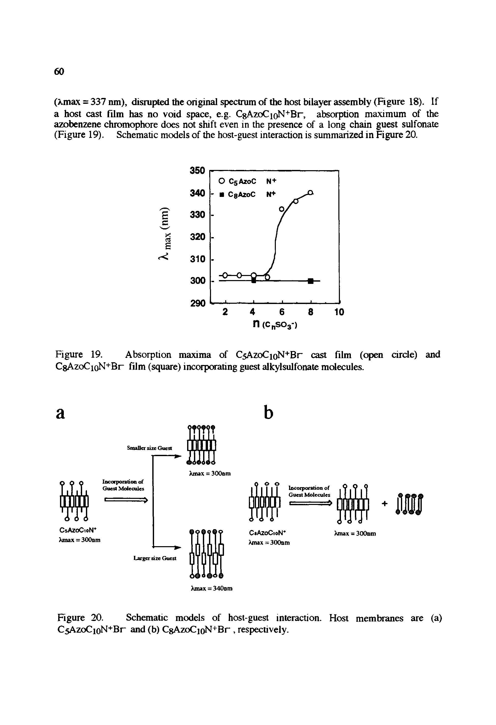 Figure 20. Schematic models of host-guest interaction. Host membranes are (a) CsAzoCioN+Br and (b) CgAzoC)oN+Br, respectively.