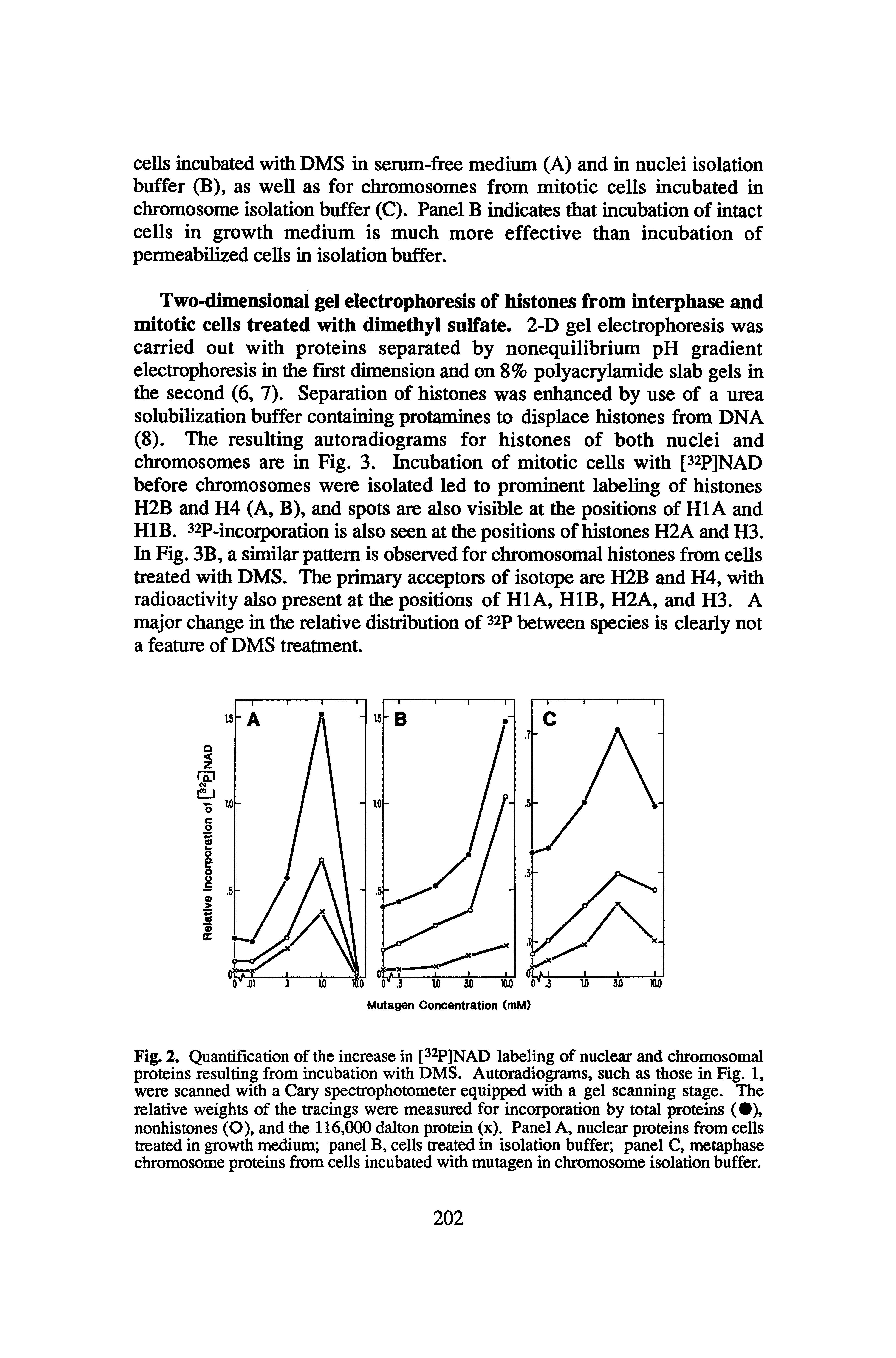 Fig. 2. Quantification of the increase in t PJNAD labeling of nuclear and chromosomal proteins resulting from incubation with DMS. Autoradiograms, such as those in Fig. 1, were scanned with a Cary spectrophotometer equipped with a gel scanning stage. The relative weights of the tracings were measured for incorporation by total proteins ( ), nonhistones (O), and the 116,000 dalton protein (x). Panel A, nuclear proteins from cells treated in growth medium panel B, cells treated in isolation buffer, panel C, metaphase chromosome proteins from cells incubated with mutagen in chromosome isolation buffer.