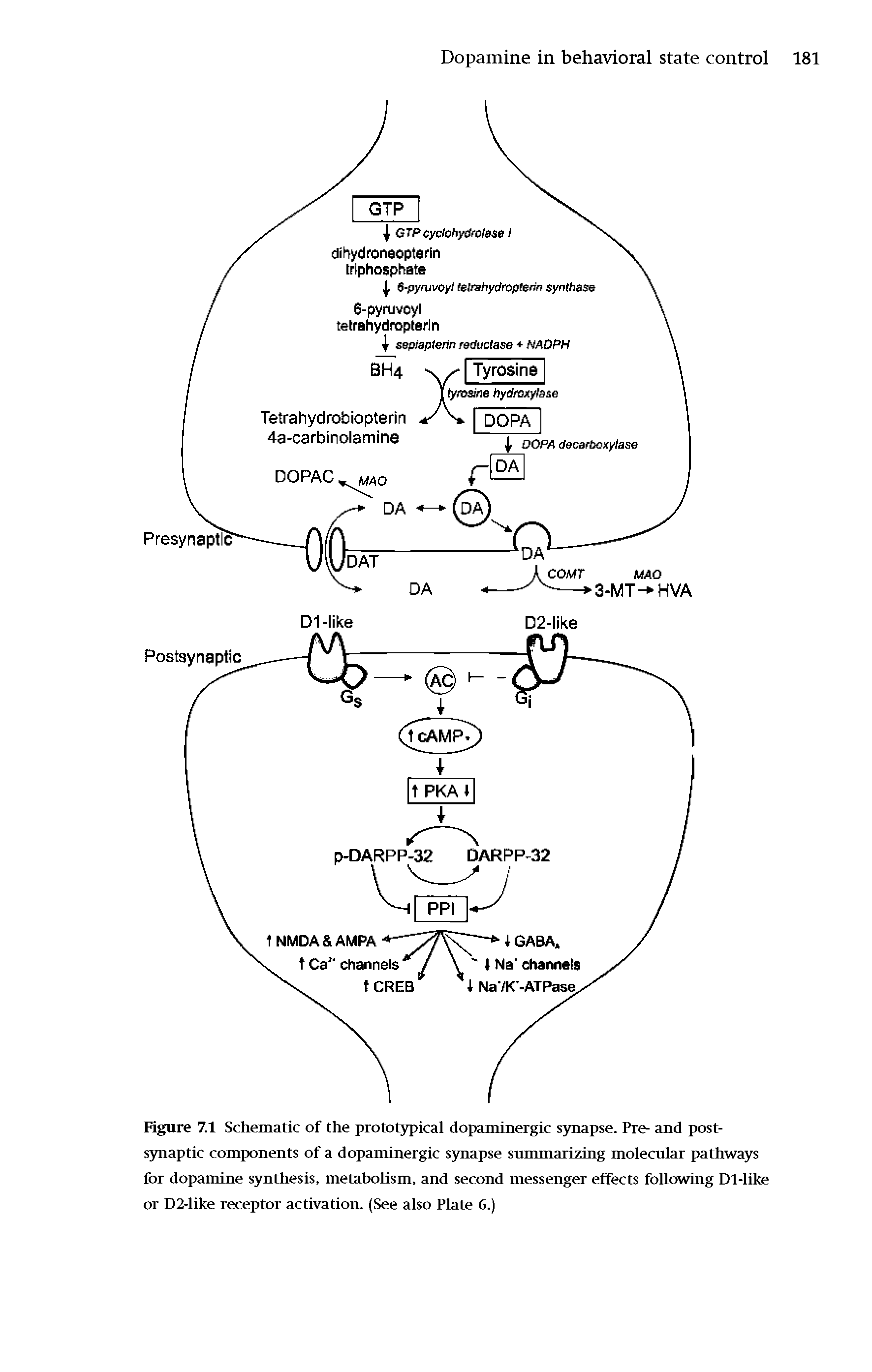 Figure 7.1 Schematic of the prototypical dopaminergic synapse. Pre- and post-synaptic components of a dopaminergic synapse summarizing molecular pathways for dopamine synthesis, metabolism, and second messenger effects following Dl-like or D2-like receptor activation. (See also Plate 6.)...