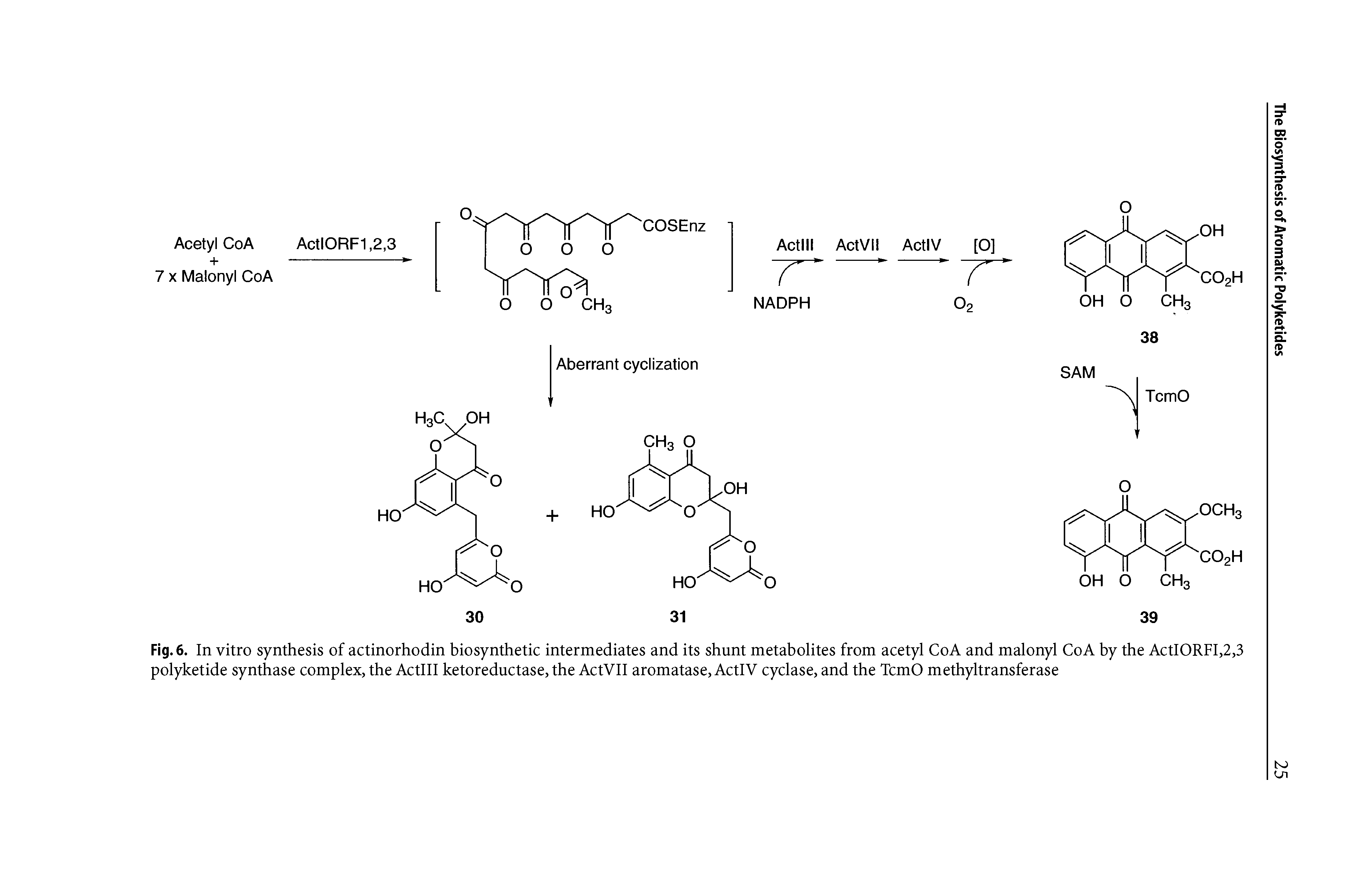 Fig. 6. In vitro synthesis of actinorhodin biosynthetic intermediates and its shunt metabolites from acetyl CoA and malonyl CoA by the ActIORFI,2,3 polyketide synthase complex, the Actlll ketoreductase, the ActVII aromatase, ActIV cyclase, and the TcmO methyltransferase...