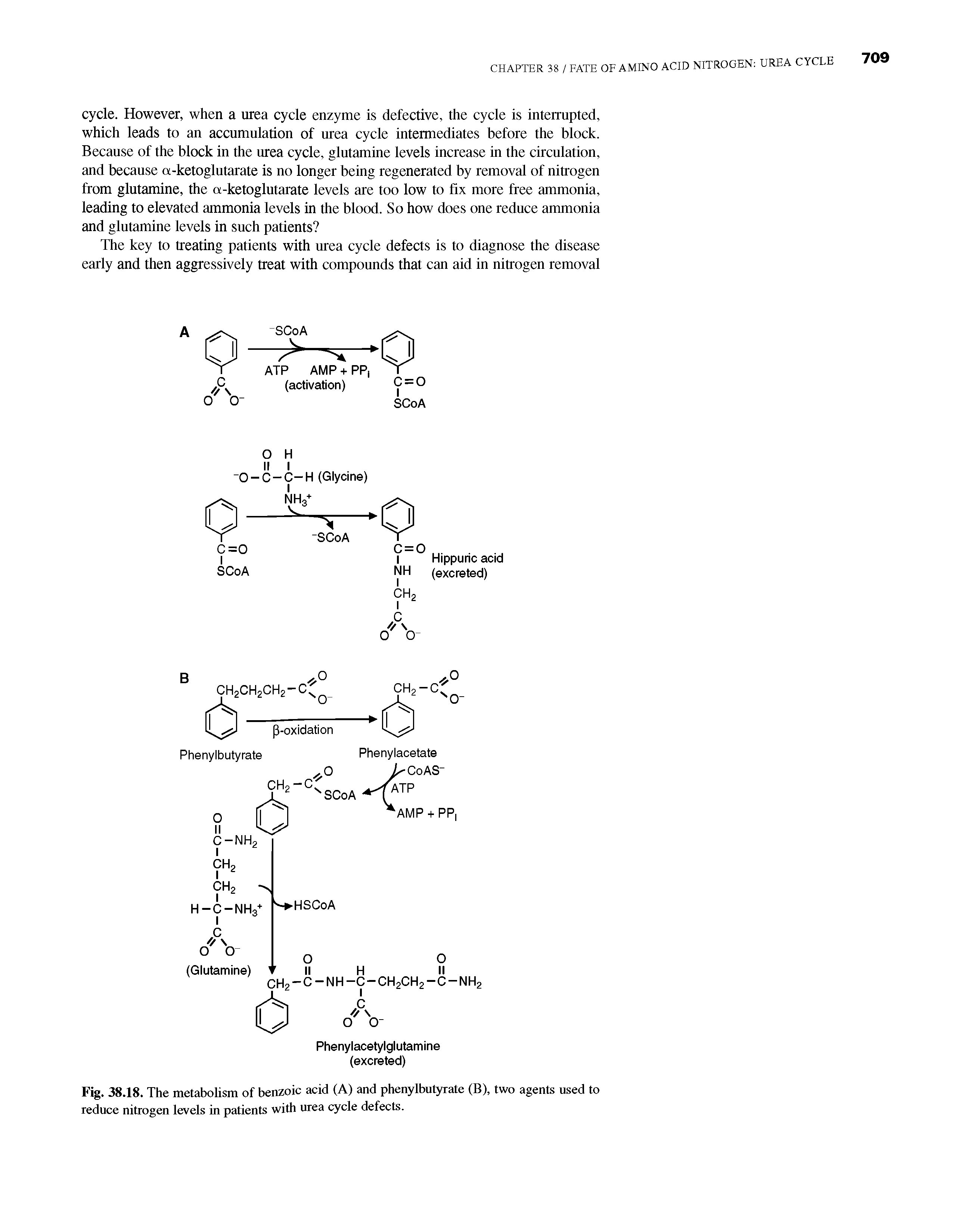 Fig. 38.18. The metabolism of benzoic acid (A) and phenylbutyrate (B), two agents used to reduce nitrogen levels in patients with urea cycle defects.