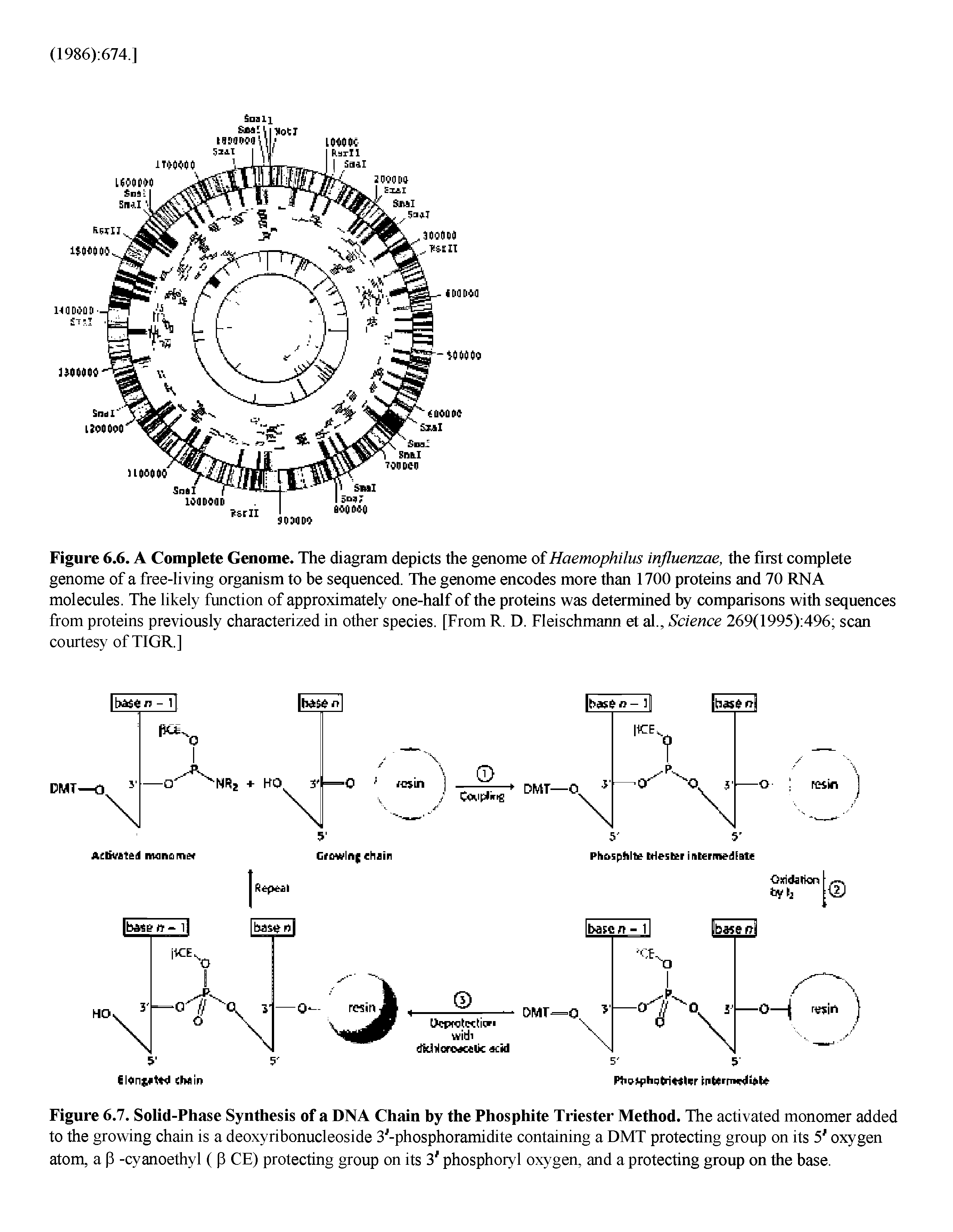 Figure 6.7. Solid-Phase Synthesis of a DNA Chain by the Phosphite Triester Method. The activated monomer added to the growing chain is a deoxyribonucleoside 3 -phosphoramidite containing a DMT protecting group on its 5 oxygen atom, a p -cyanoethyl ( p CE) protecting group on its 3 phosphoryl oxygen, and a protecting group on the base.