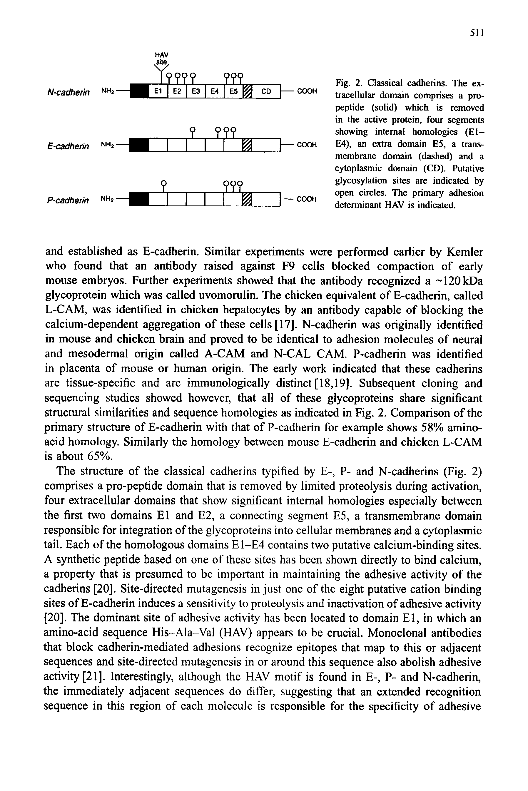 Fig. 2. Classical cadherins. The extracellular domain comprises a propeptide (solid) which is removed in the active protein, four segments showing internal homologies (El-E4), an extra domain E5, a transmembrane domain (dashed) and a cytoplasmic domain (CD). Putative glycosylation sites are indicated by open circles. The primary adhesion determinant HAV is indicated.