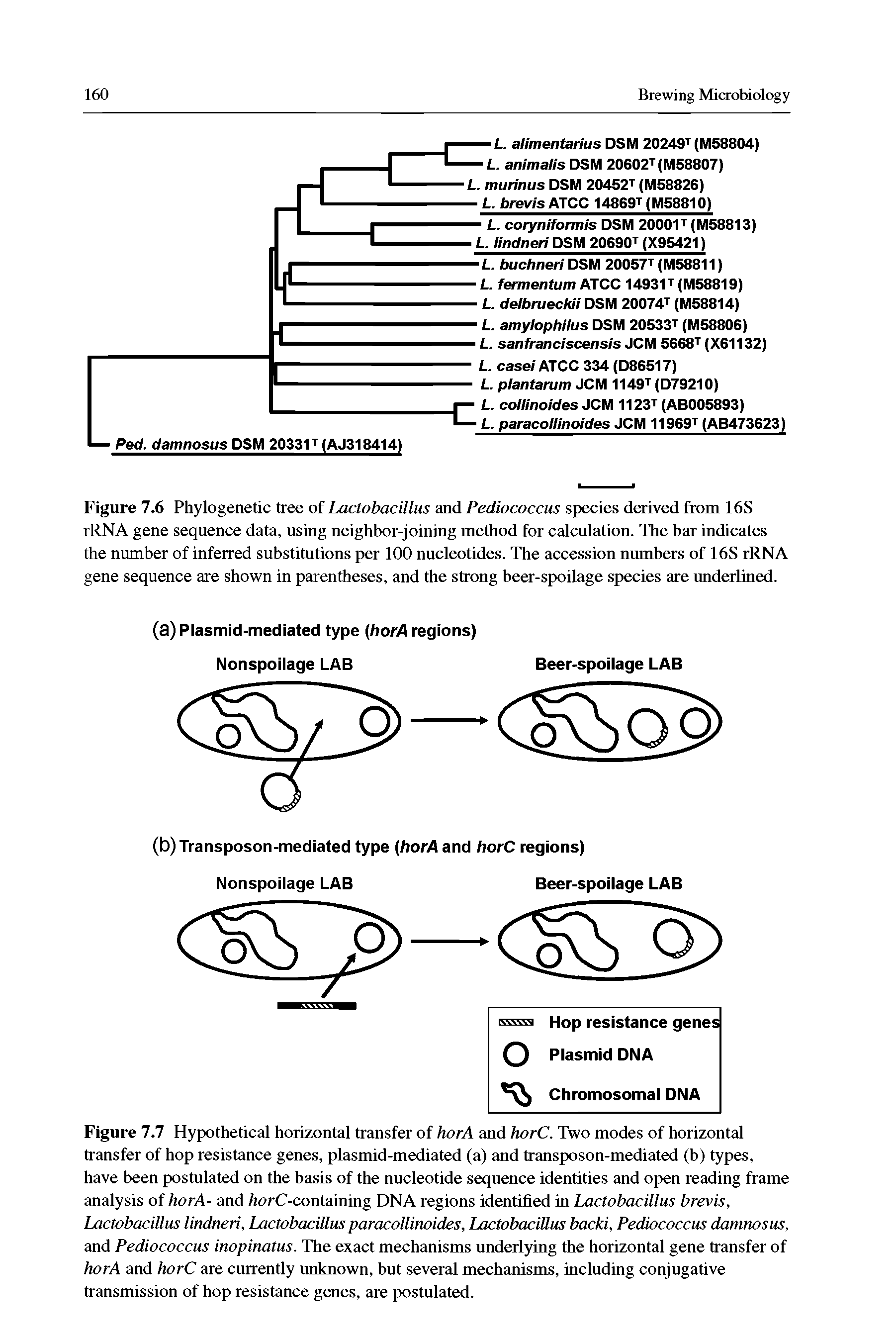 Figure 7.7 Hypothetical horizontal transfer of horA and horC. Two modes of horizontal transfer of hop resistance genes, plasmid-mediated (a) and transposon-mediated (b) types, have been postulated on the basis of the nucleotide sequence identities and open reading frame analysis of horA- and /torC-containing DNA regions identified in Lactobacillus brevis, Lactobacillus lindneri, Lactobacillus paracolllnoides, Lactobacillus backi, Pediococcus damnosus, and Pediococcus inopinatus. The exact mechanisms underlying the horizontal gene transfer of horA and horC are currently unknown, but several mechanisms, including conjugative transmission of hop resistance genes, are postulated.