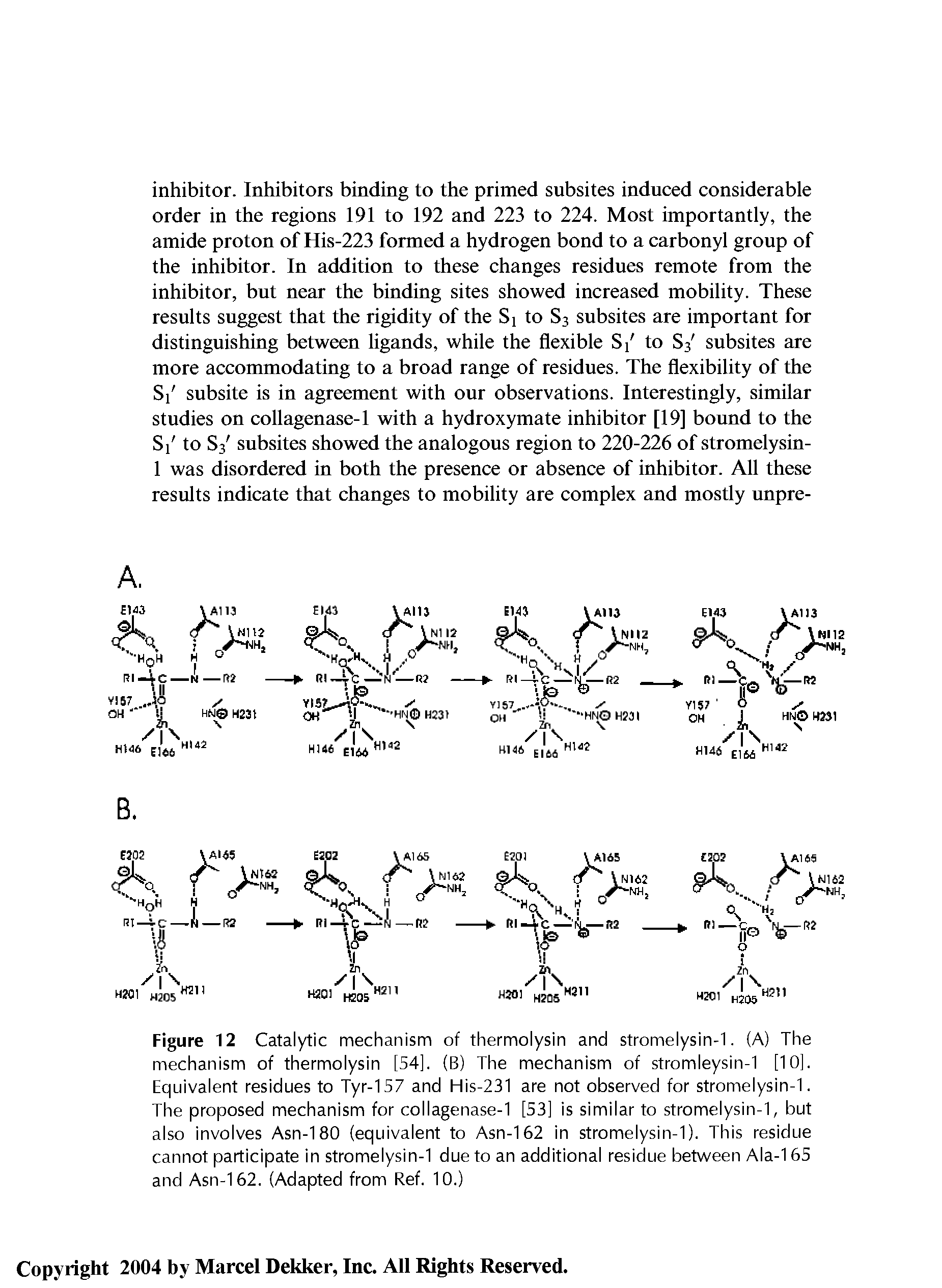 Figure 12 Catalytic mechanism of thermolysin and stromelysin-1. (A) The mechanism of thermolysin [54], (B) The mechanism of stromleysin-1 [10]. Equivalent residues to Tyr-157 and His-231 are not observed for stromelysin-1. The proposed mechanism for collagenase-1 [S3] is similar to stromelysin-1, but also involves Asn-180 (equivalent to Asn-162 in stromelysin-1). This residue cannot participate in stromelysin-1 due to an additional residue between Ala-165 and Asn-162. (Adapted from Ref. 10.)...