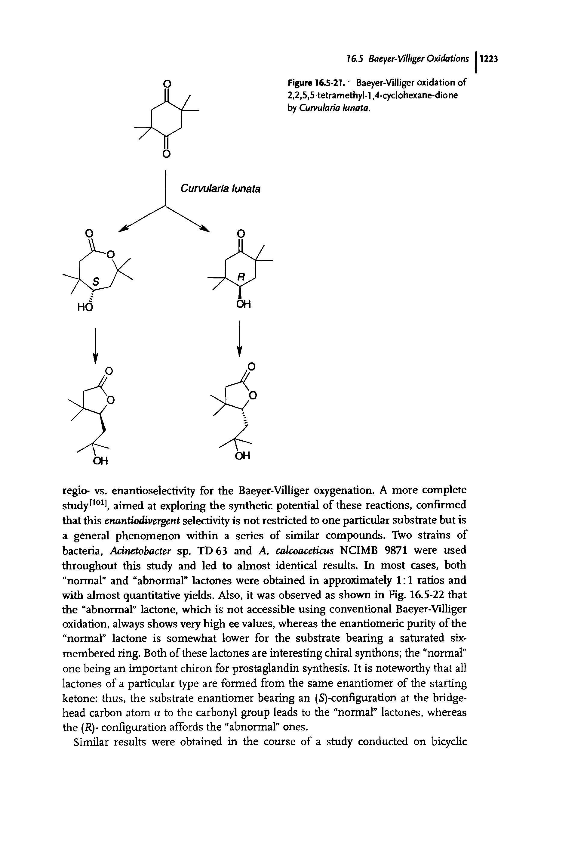 Figure 16.5-21. Baeyer-Villiger oxidation of 2,2,5,5-tetramethyl-l,4-cyclohexane-dione by Curvularia lunata.