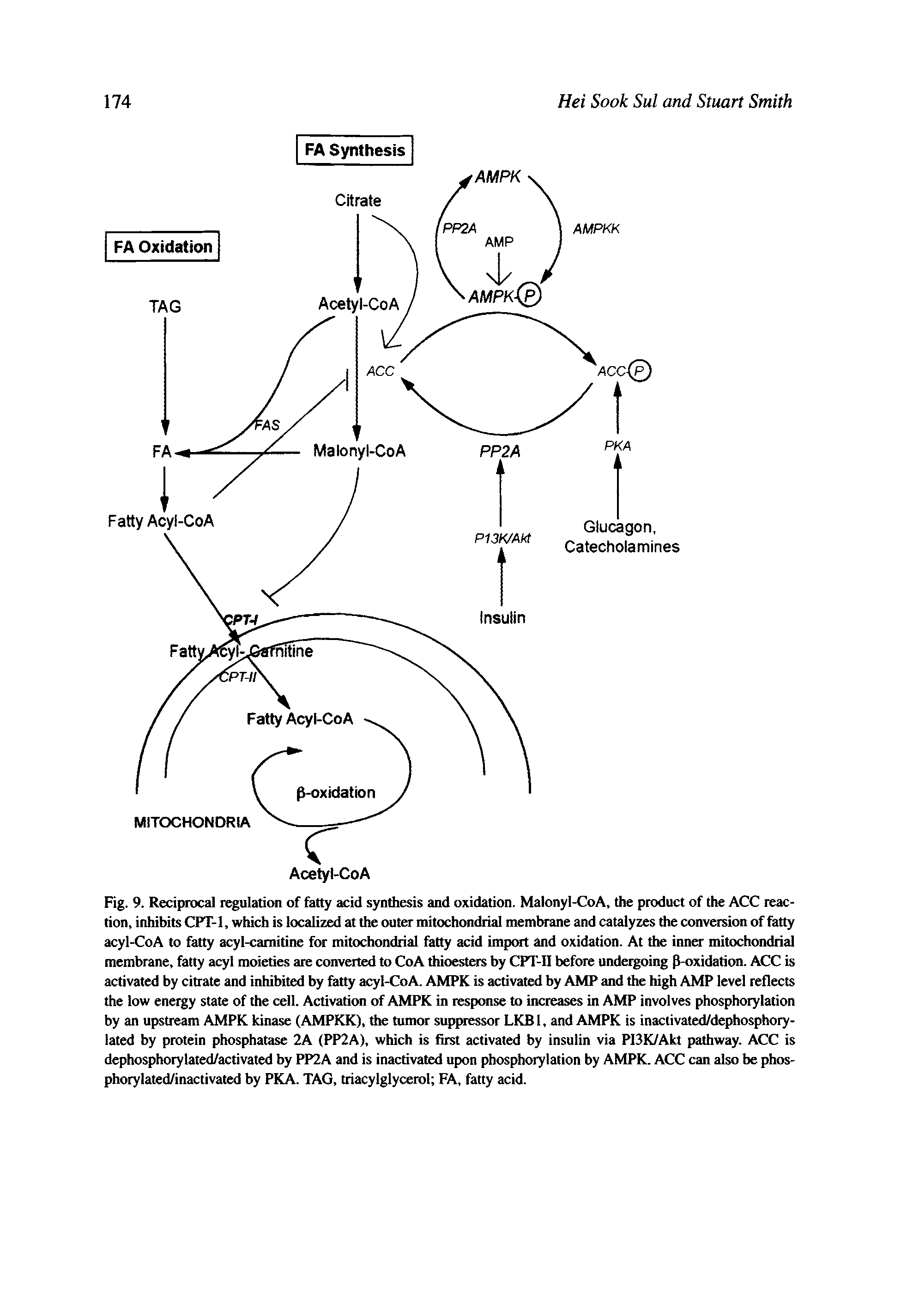Fig. 9. Reciprocal regulation of fatty acid synthesis and oxidation. Malonyl-CoA, the product of the ACC reaction, inhibits CPT-1, which is localized at the outer mitochondrial membrane and catalyzes the conversion of fatty acyl-CoA to fatty acyl-camitine for mitochondrial fatty acid import and oxidation. At the inner mitochondrial membrane, fatty acyl moieties are converted to CoA thioesters by CPT-II before undergoing -oxidation. ACC is activated by citrate and inhibited by fatty acyl-CoA. AMPK is activated by AMP and the high AMP level reflects the low energy state of the cell. Activation of AMPK in response to increases in AMP involves phosphorylation by an upstream AMPK kinase (AMPKK), the tumor suppressor LKB1, and AMPK is inactivated/dephosphory-lated by protein phosphatase 2A (PP2A), which is first activated by insulin via PI3K/Akt pathway. ACC is dephosphorylated/activated by PP2A and is inactivated upon phosphorylation by AMPK. ACC can also be phos-phorylated/inactivated by PKA. TAG, triacylglycerol FA, fatty acid.