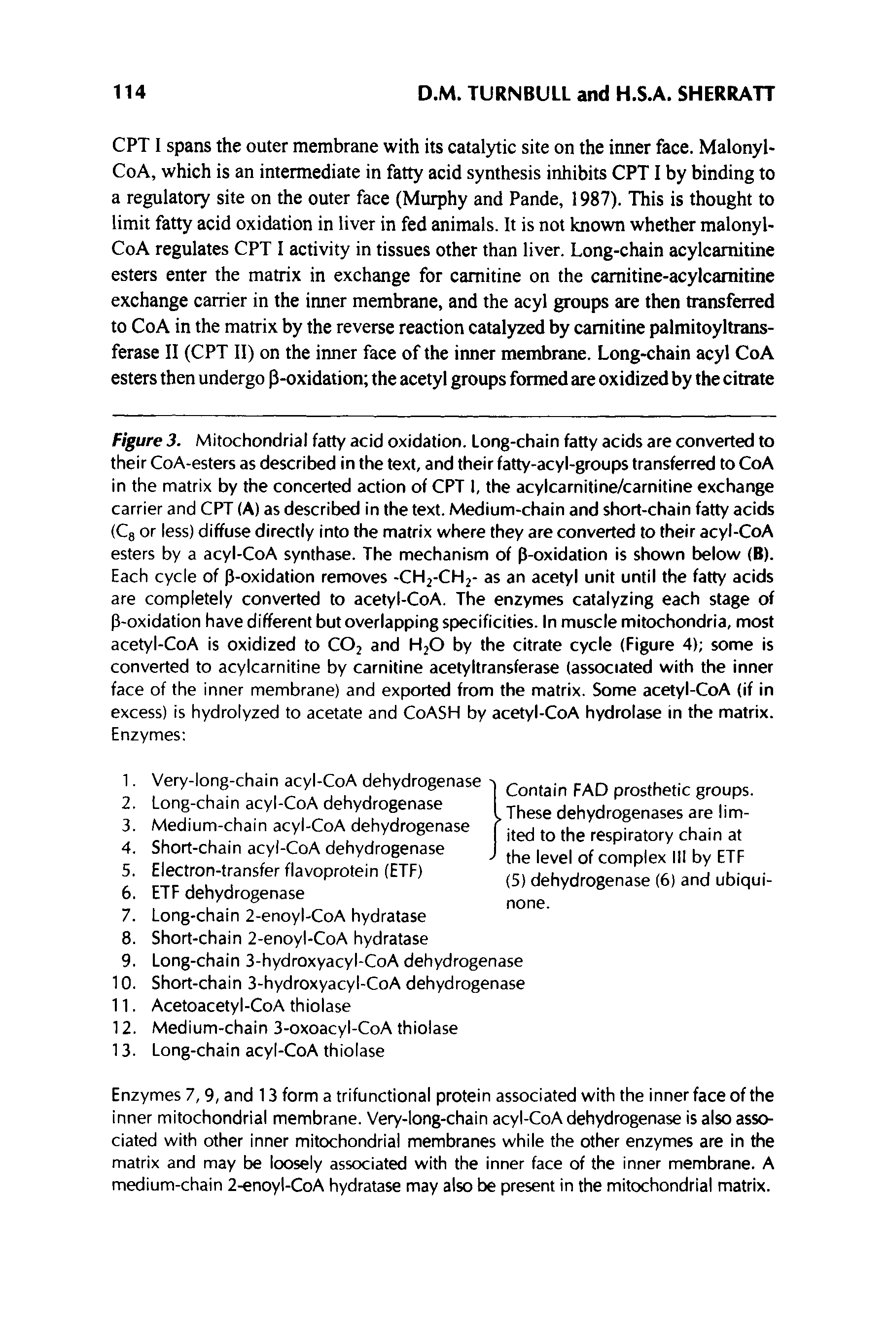 Figure 3. Mitochondrial fatty acid oxidation. Long-chain fatty acids are converted to their CoA-esters as described in the text, and their fatty-acyl-groups transferred to CoA in the matrix by the concerted action of CPT 1, the acylcarnitine/carnitine exchange carrier and CPT (A) as described in the text. Medium-chain and short-chain fatty acids (Cg or less) diffuse directly into the matrix where they are converted to their acyl-CoA esters by a acyl-CoA synthase. The mechanism of p-oxidation is shown below (B). Each cycle of P-oxidation removes -CH2-CH2- as an acetyl unit until the fatty acids are completely converted to acetyl-CoA. The enzymes catalyzing each stage of P-oxidation have different but overlapping specificities. In muscle mitochondria, most acetyl-CoA is oxidized to CO2 and H2O by the citrate cycle (Figure 4) some is converted to acylcamitine by carnitine acetyltransferase (associated with the inner face of the inner membrane) and exported from the matrix. Some acetyl-CoA (if in excess) is hydrolyzed to acetate and CoASH by acetyl-CoA hydrolase in the matrix. Enzymes ...