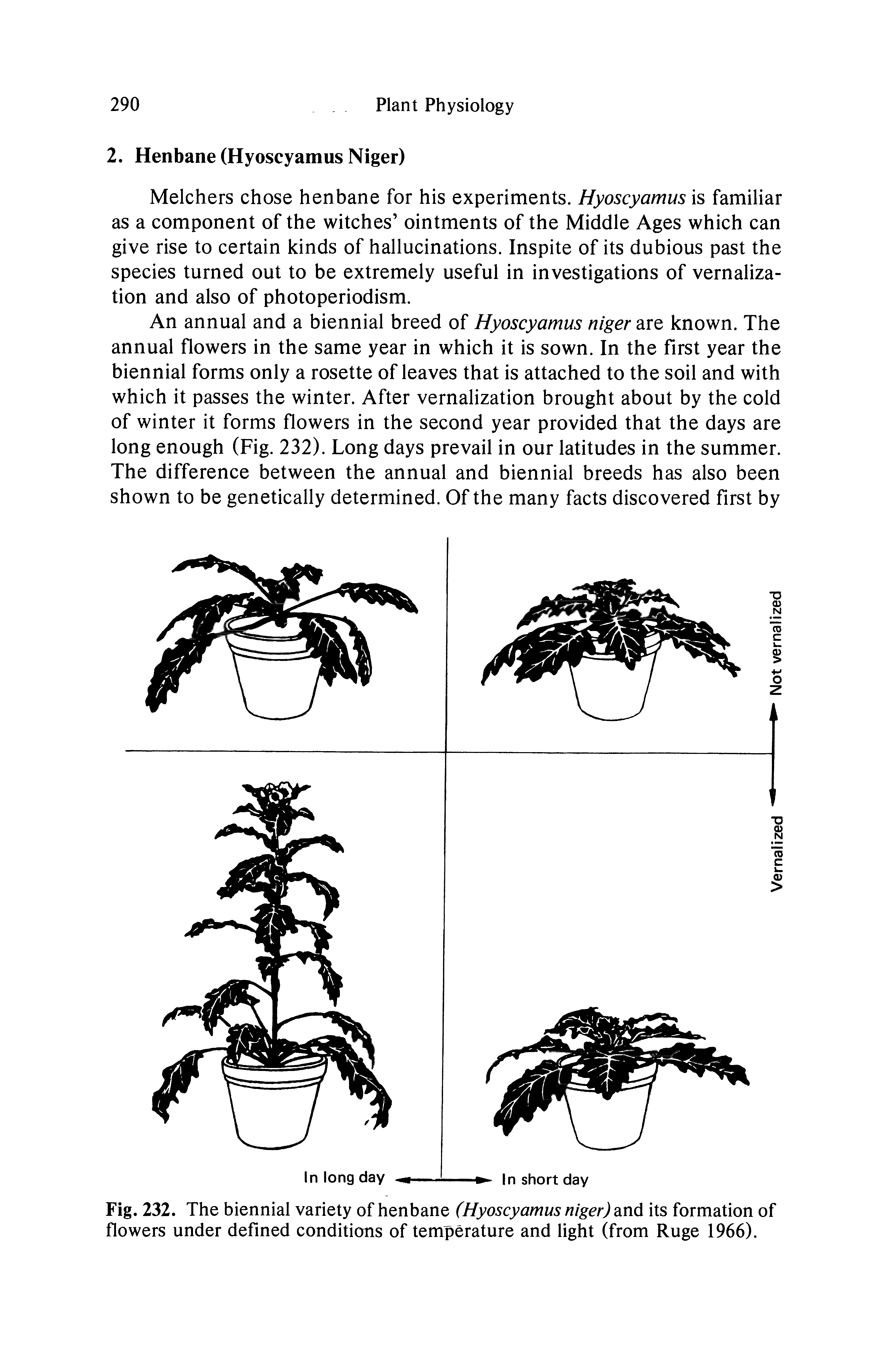 Fig. 232. The biennial variety of henbane (Hyoscyamus niger) md its formation of flowers under defined conditions of temperature and light (from Ruge 1966).
