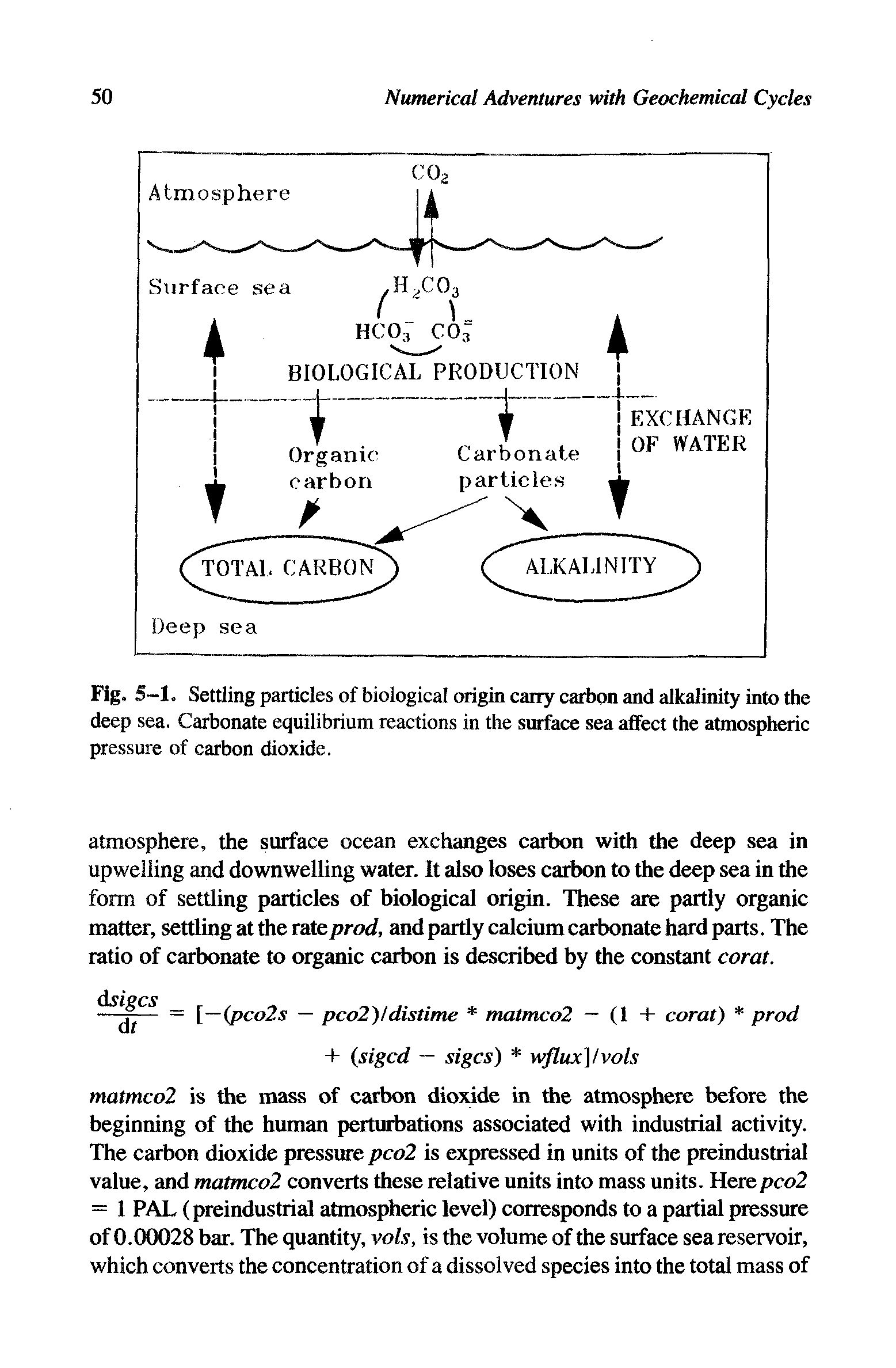 Fig. 5-1. Settling particles of biological origin carry carbon and alkalinity into the deep sea. Carbonate equilibrium reactions in the surface sea affect the atmospheric pressure of carbon dioxide.