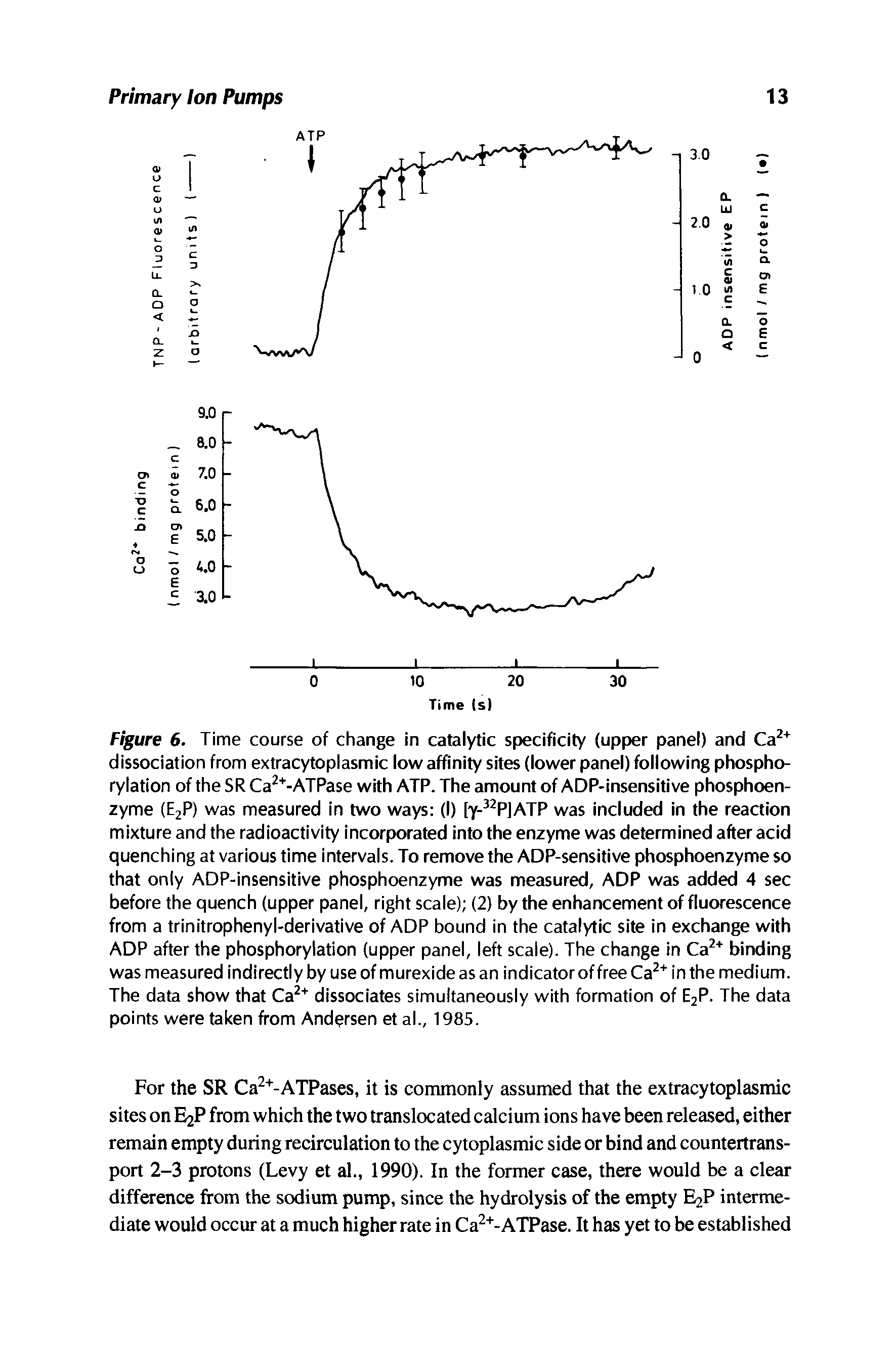 Figure 6. Time course of change in catalytic specificity (upper panel) and Ca2+ dissociation from extracytoplasmic low affinity sites (lower panel) following phosphorylation of the SR Ca2+-ATPase with ATP. The amount of ADP-insensitive phosphoen-zyme (E2P) was measured in two ways (I) [y-32P]ATP was included in the reaction mixture and the radioactivity incorporated into the enzyme was determined after acid quenching at various time intervals. To remove the ADP-sensitive phosphoenzyme so that only ADP-insensitive phosphoenzyme was measured, ADP was added 4 sec before the quench (upper panel, right scale) (2) by the enhancement of fluorescence from a trinitrophenyl-derivative of ADP bound in the catalytic site in exchange with ADP after the phosphorylation (upper panel, left scale). The change in Ca2+ binding was measured indirectly by use of murexide as an indicator of free Ca2+ in the medium. The data show that Ca2+ dissociates simultaneously with formation of E2P. The data points were taken from Andersen et al., 1985.