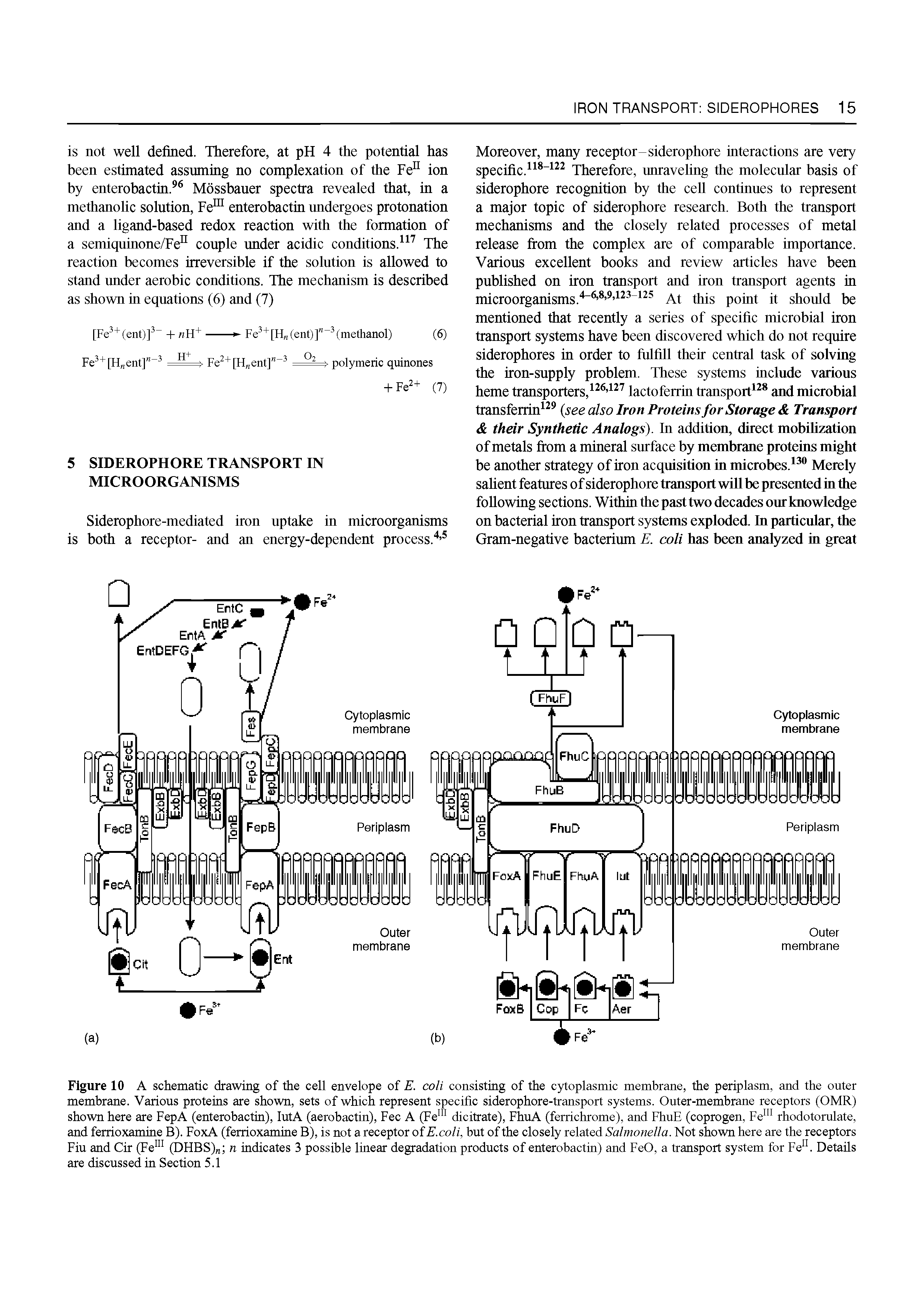 Figure 10 A schematic drawing of the cell envelope of E. coli consisting of the cytoplasmic membrane, the periplasm, and the outer membrane. Various proteins are shown, sets of which represent specific siderophore-transport systems. Outer-membrane receptors (OMR) shown here are FepA (enterobactin), lutA (aerobactin), Fee A (Fe dicitrate), FhuA (ferrichrome), and FhuE (coprogen, Fe rhodotorulate, and ferrioxamine B). FoxA (ferrioxamine B), is not a receptor of E.coli, but of the closely related Salmonella. Not shown here are the receptors Fiu and Cir (Fe (DHBS) n indicates 3 possible linear degradation products of enterobactin) and FeO, a transport system for Fe . Details are discussed in Section 5.1...