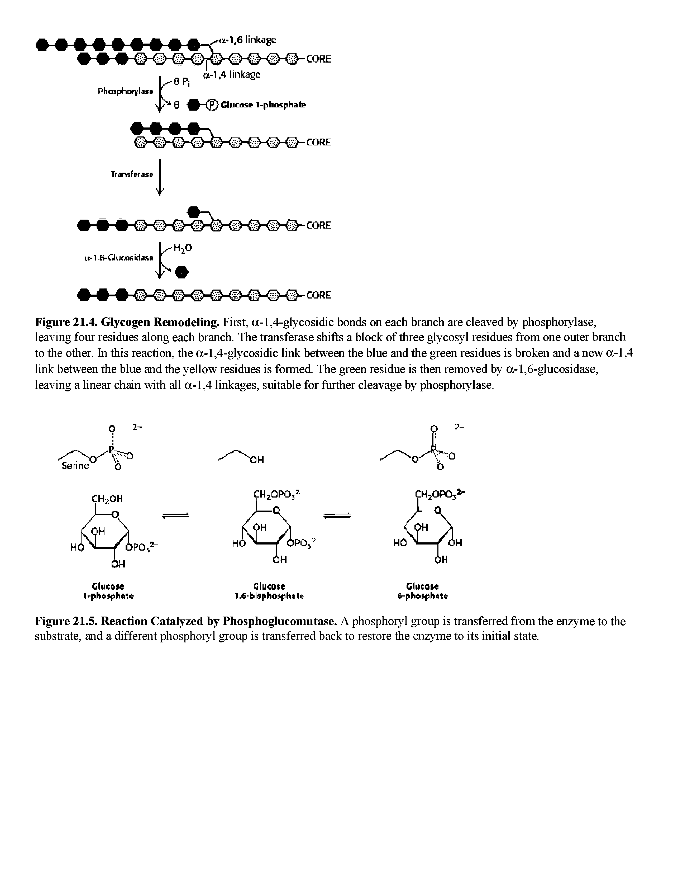 Figure 21.5. Reaction Catalyzed by Phosphoglucomutase. A phosphoryl group is transferred from the enzyme to the substrate, and a different phosphoryl group is transferred hack to restore the enzyme to its initial state.