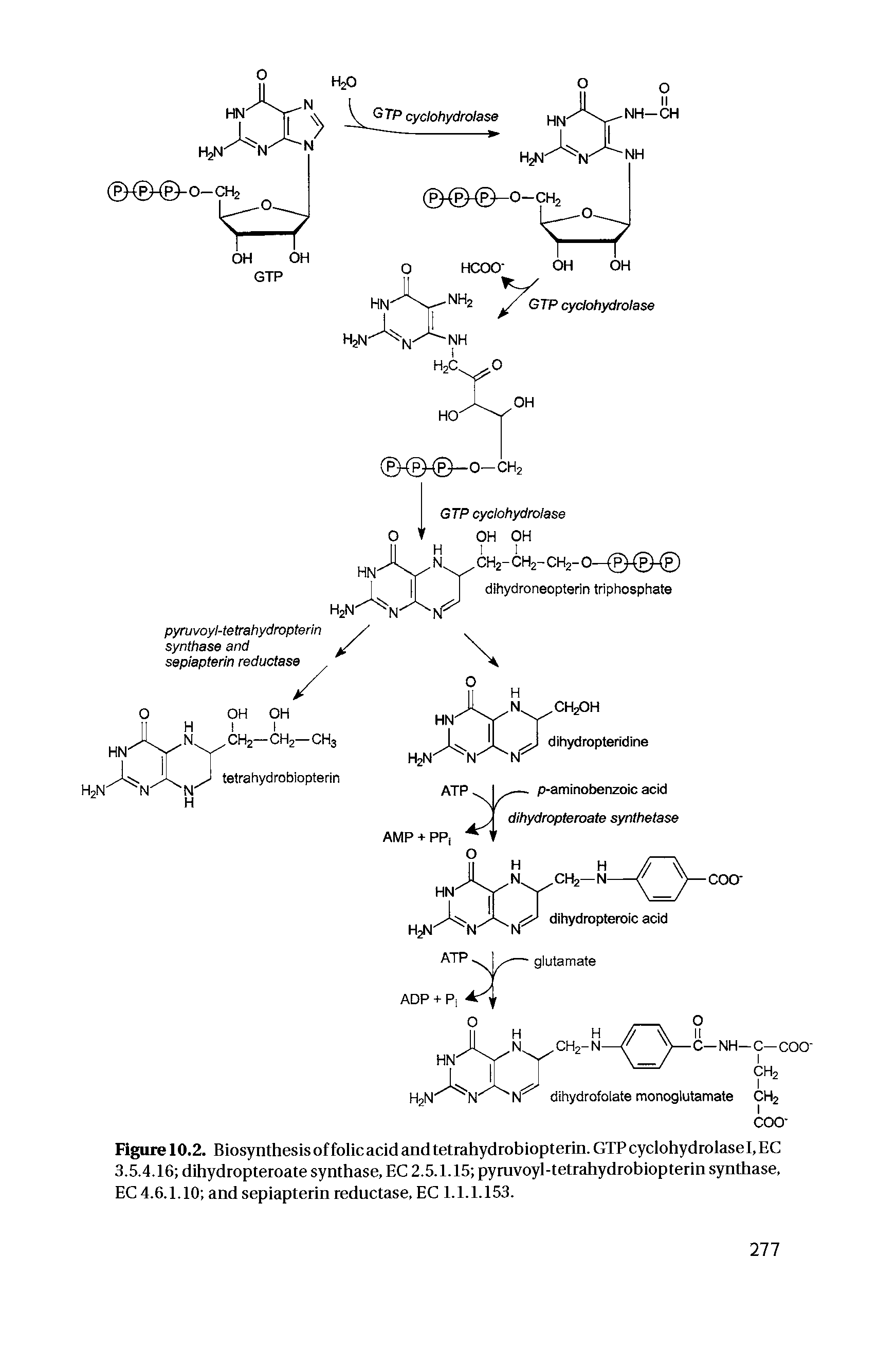 Figure 10.2. Biosynthesisoffolicacidandtetrahydrobiopterin.GTPcyclohydrolasel.EC 3.5.4.16 dihydropteroate synthase, EC 2.5.1.15 pyruvoyl-tetrahydrobiopterin synthase, EC 4.6.1.10 and sepiapterin reductase, EC 1.1.1.153.