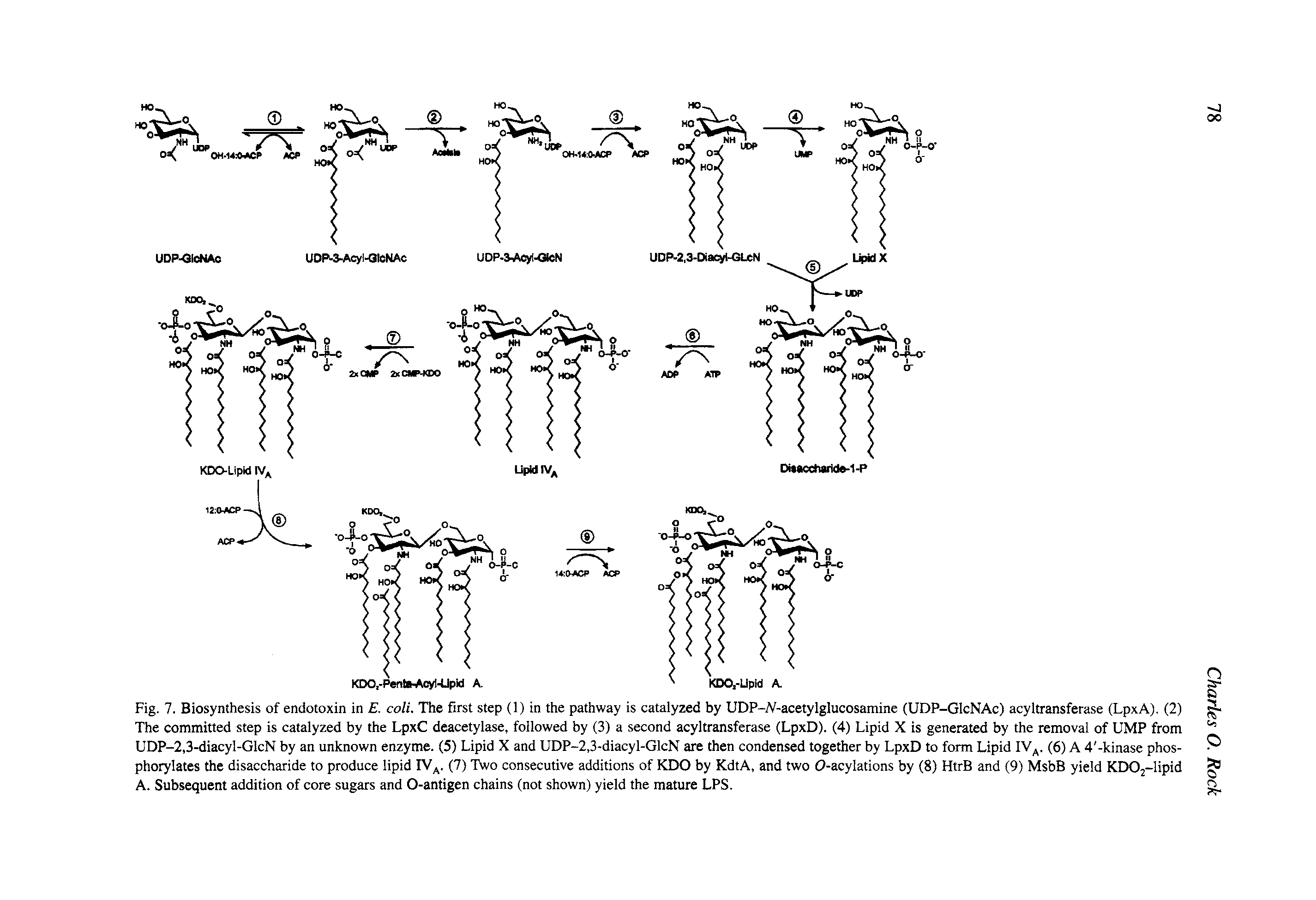 Fig. 7. Biosynthesis of endotoxin in E. coli. The first step (1) in the pathway is catalyzed by UDP-A -acetylglucosamine (UDP-GlcNAc) acyltransferase (LpxA). (2) The committed step is catalyzed by the LpxC deacetylase, followed by (3) a second acyltransferase (LpxD). (4) Lipid X is generated by the removal of UMP from UDP-2,3-diacyl-GlcN by an unknown enzyme. (5) Lipid X and UDP-2,3-diacyl-GlcN are then condensed together by LpxD to form Lipid IV. (6) A 4 -kinase phos-phorylates the disaccharide to produce lipid IV. (7) Two consecutive additions of KDO by KdtA, and two 0-acylations by (8) HtrB and (9) MsbB yield KDOj-lipid A. Subsequent addition of core sugars and 0-antigen chains (not shown) yield the mature LPS.