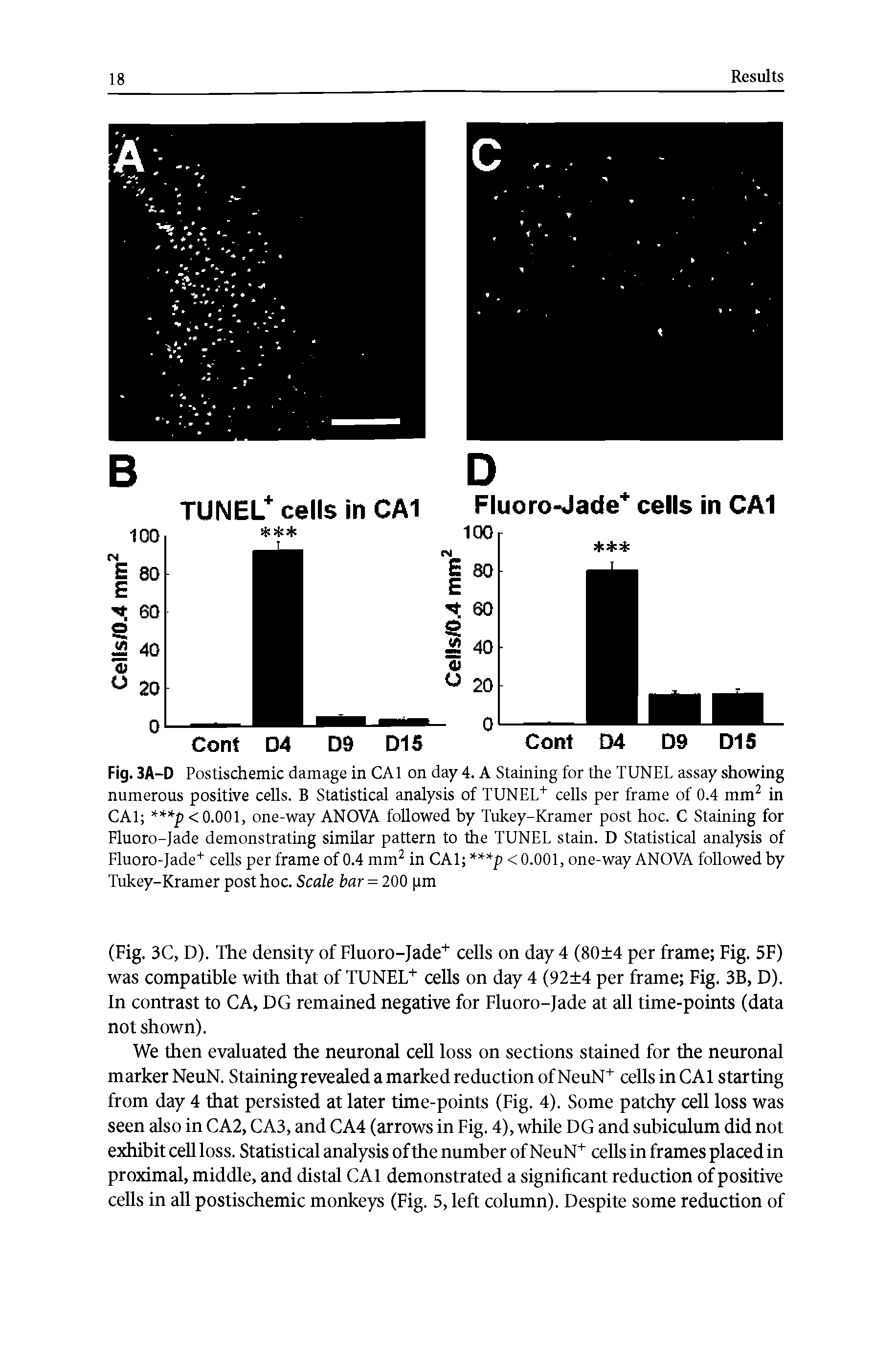 Fig. 3A-D Postischemic damage in CA1 on day 4. A Staining for the TUNEL assay showing numerous positive cells. B Statistical analysis of TUNEL+ cells per frame of 0.4 mm2 in CA1 p < 0.001, one-way ANOVA followed by Tukey-Kramer post hoc. C Staining for Fluoro-Jade demonstrating similar pattern to the TUNEL stain. D Statistical analysis of Fluoro-Jade+ cells per frame of 0.4 mm2 in CA1 p < 0.001, one-way ANOVA followed by Tukey-Kramer post hoc. Scale bar = 200 pm...