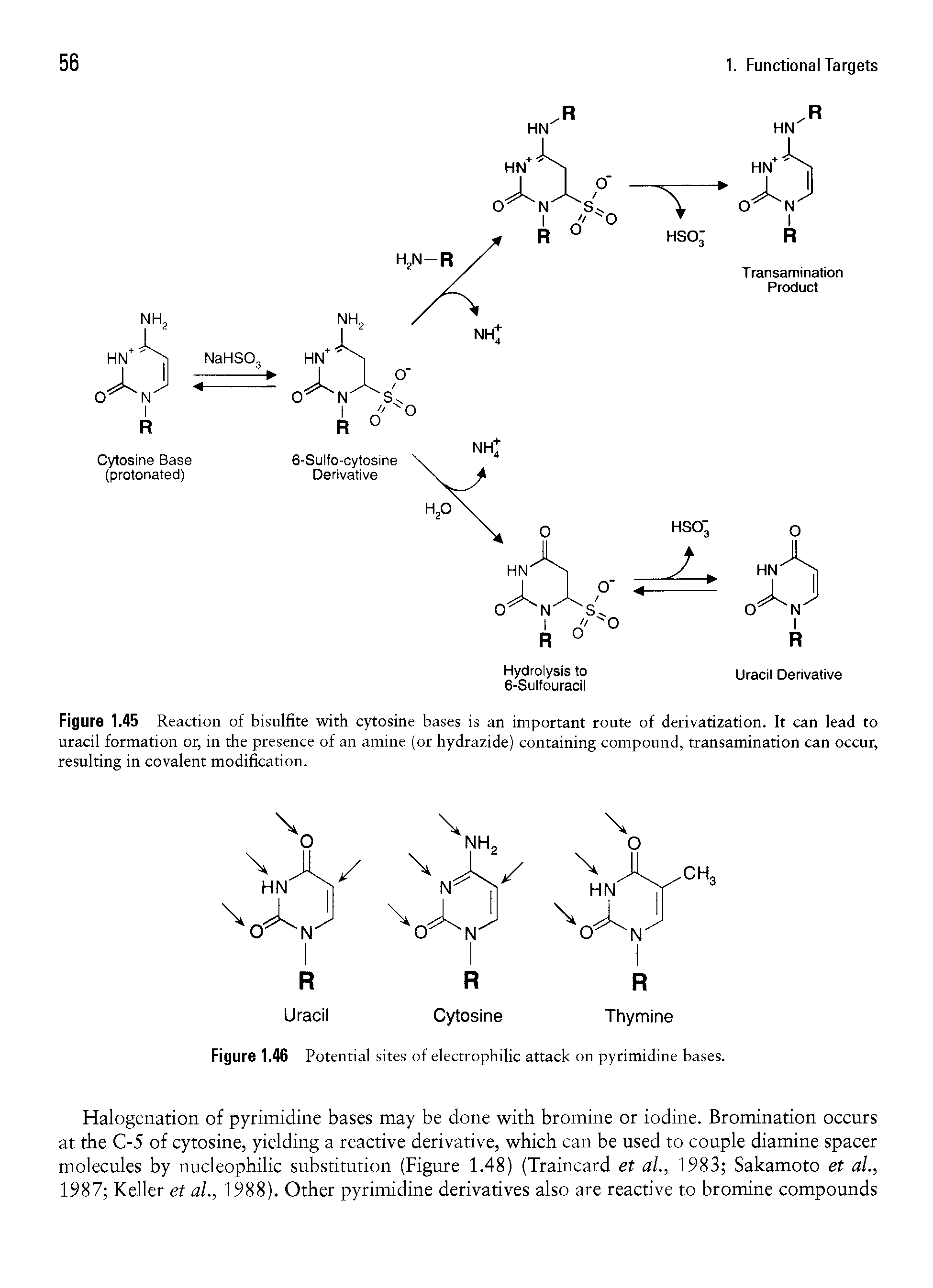 Figure 1.45 Reaction of bisulfite with cytosine bases is an important route of derivatization. It can lead to uracil formation or, in the presence of an amine (or hydrazide) containing compound, transamination can occur, resulting in covalent modification.