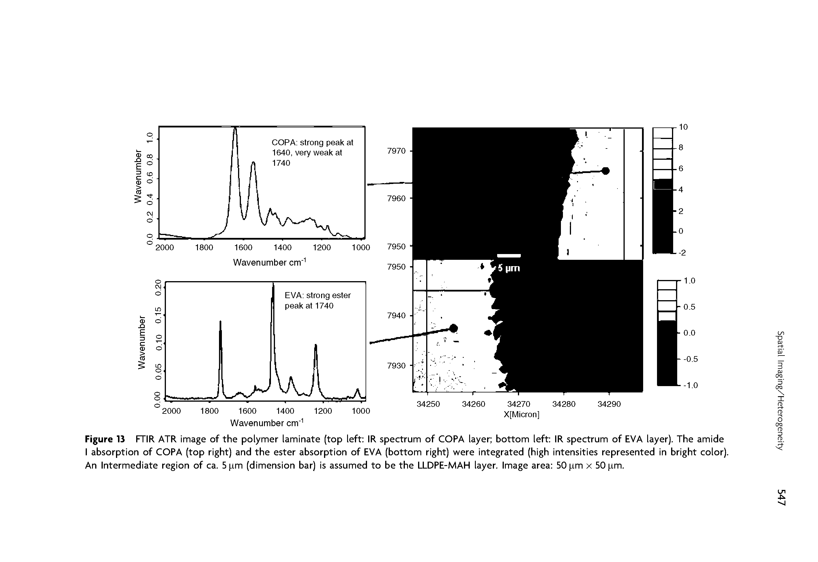 Figure 13 FTIR ATR image of the polymer laminate (top left IR spectrum of COPA layer bottom left IR spectrum of EVA layer). The amide I absorption of COPA (top right) and the ester absorption of EVA (bottom right) were integrated (high intensities represented in bright color). An Intermediate region of ca. 5 pm (dimension bar) is assumed to be the LLDPE-MAH layer. Image area 50 pm x 50 pm.