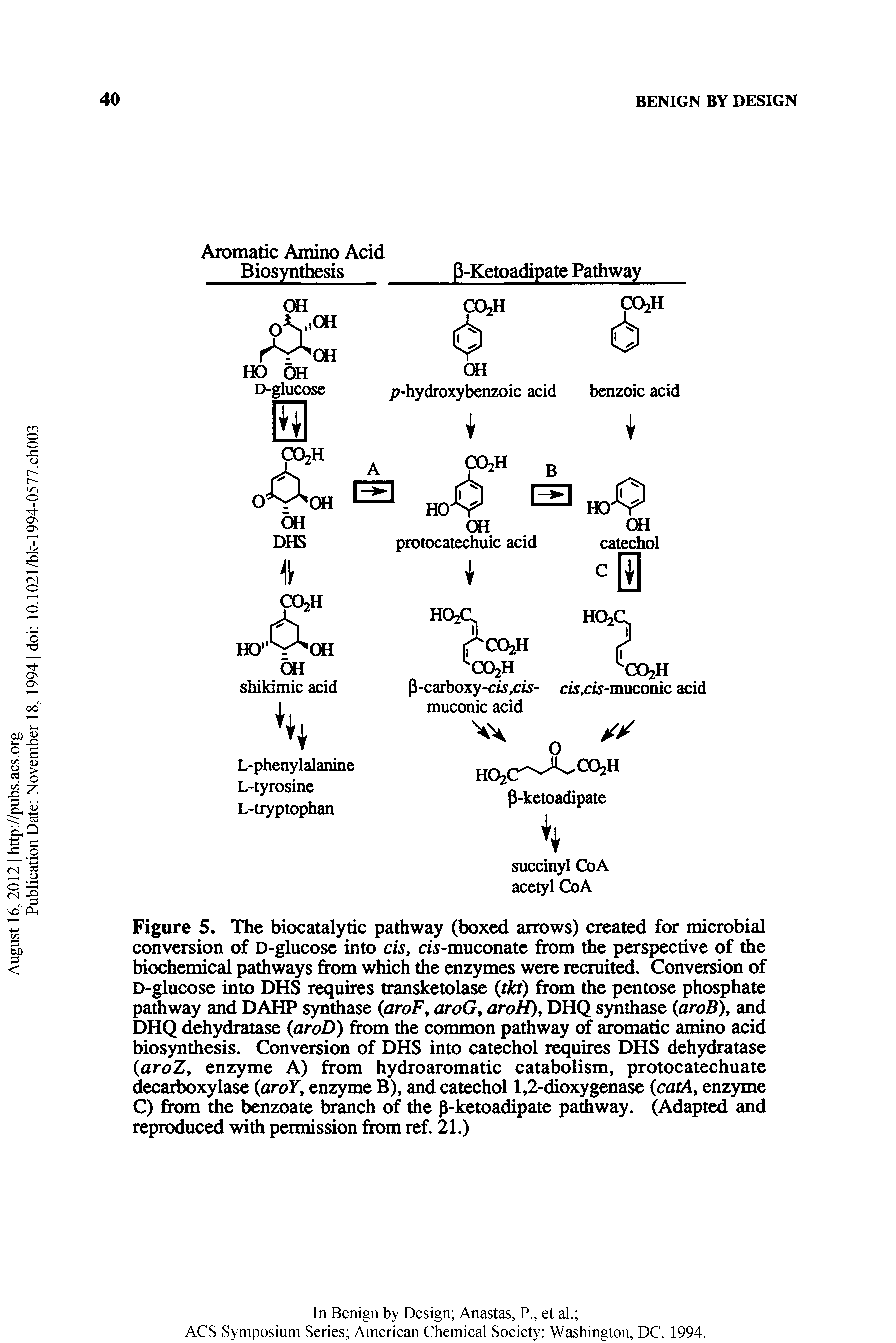 Figure 5. The biocatalytic pathway (boxed arrows) created for microbial conversion of D-glucose into cis, cw-muconate from the perspective of the biochemical pathways from which the enzymes were recruited. Conversion of D-glucose into DHS requires transketolase (tkt) from the pentose phosphate pathway and DAHP synthase (aroF, aroG, aroH)y DHQ synthase aroB and DHQ dehydratase aroD) from the common pathway of aromatic amino acid biosynthesis. Conversion of DHS into catechol requires DHS dehydratase (aroZ, enzyme A) from hydroaromatic catabolism, protocatechuate decarboxylase aroY, enzyme B), and catechol 1,2-dioxygenase (caM, enzyme C) from the benzoate branch of the p-ketoadipate pathway. (Adapted and reproduced with permission from ref. 21.)...