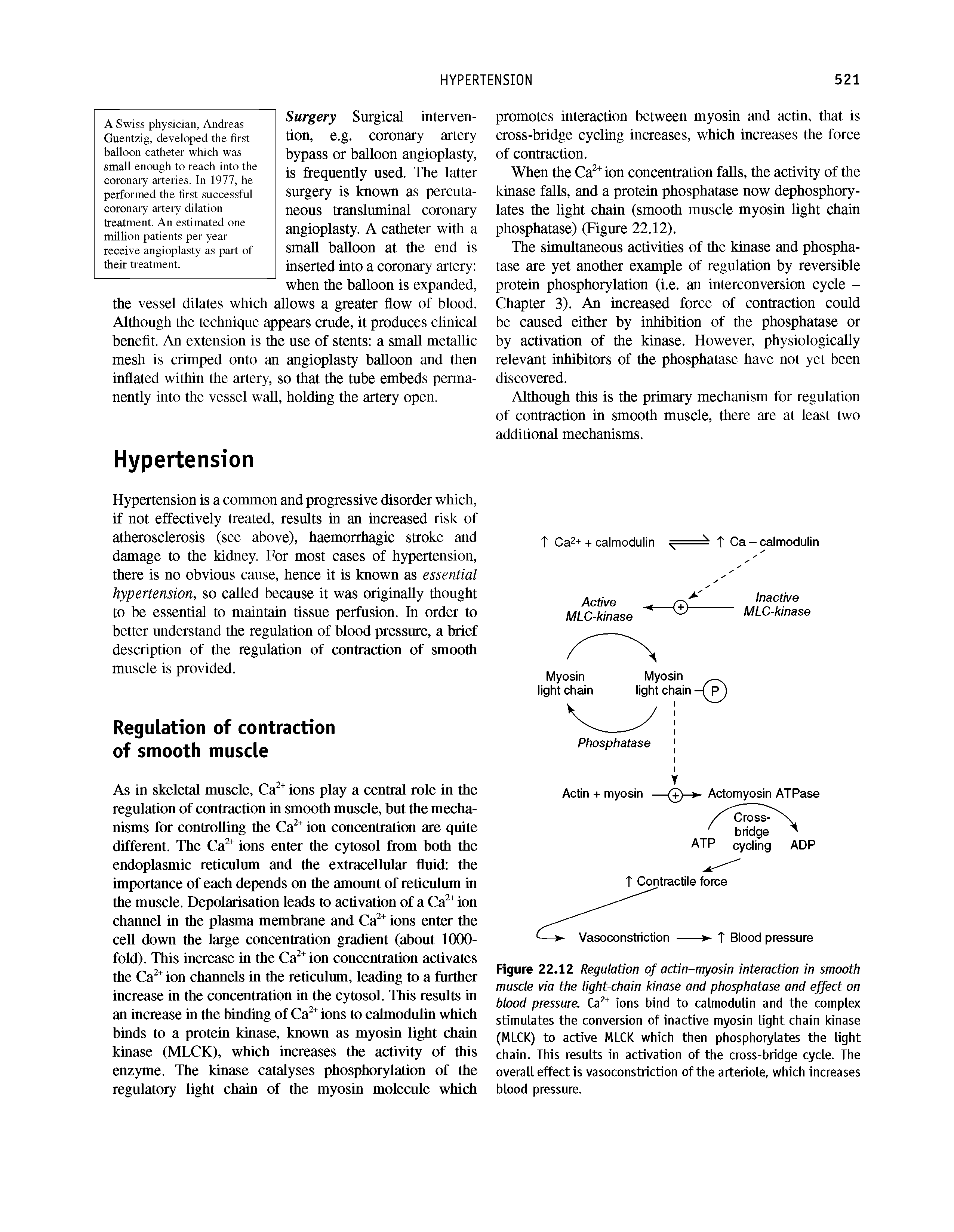 Figure 22.12 Regulation of actin-myosin interaction in smooth muscle via the light-chain kinase and phosphatase and effect on blood pressure. ions bind to calmodulin and the complex stimulates the conversion of inactive myosin light chain kinase (MLCK) to active MLCK which then phosphorylates the light chain. This results in activation of the cross-bridge cycle. The overall effect is vasoconstriction of the arteriole, which increases blood pressure.