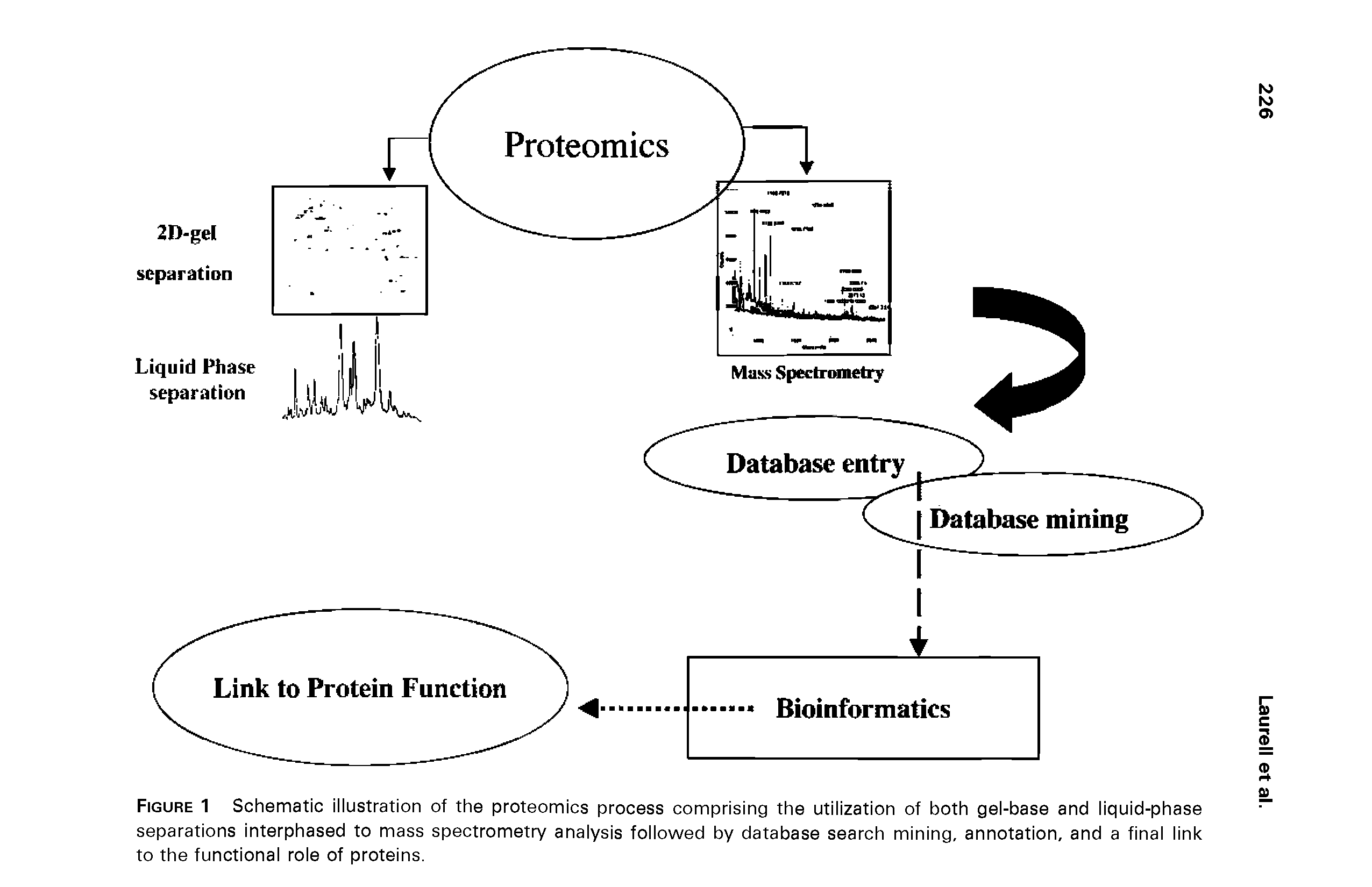 Figure 1 Schematic illustration of the proteomics process comprising the utilization of both gel-base and liquid-phase separations interphased to mass spectrometry analysis followed by database search mining, annotation, and a final link to the functional role of proteins.