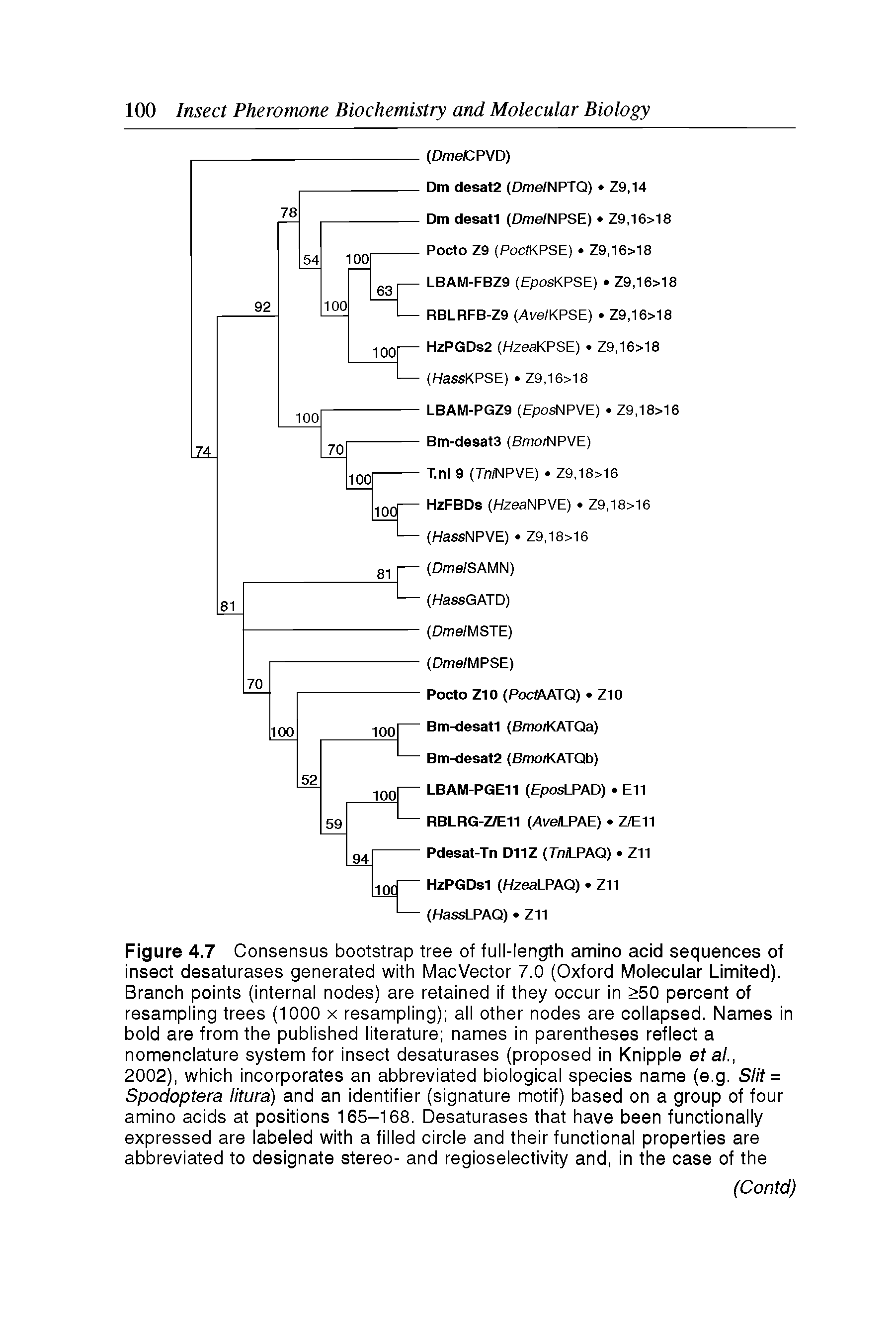 Figure 4.7 Consensus bootstrap tree of full-length amino acid sequences of insect desaturases generated with MacVector 7.0 (Oxford Molecular Limited). Branch points (internal nodes) are retained if they occur in >50 percent of resampling trees (1000 x resampling) all other nodes are collapsed. Names in bold are from the published literature names in parentheses reflect a nomenclature system for insect desaturases (proposed in Knipple ef a/.,...