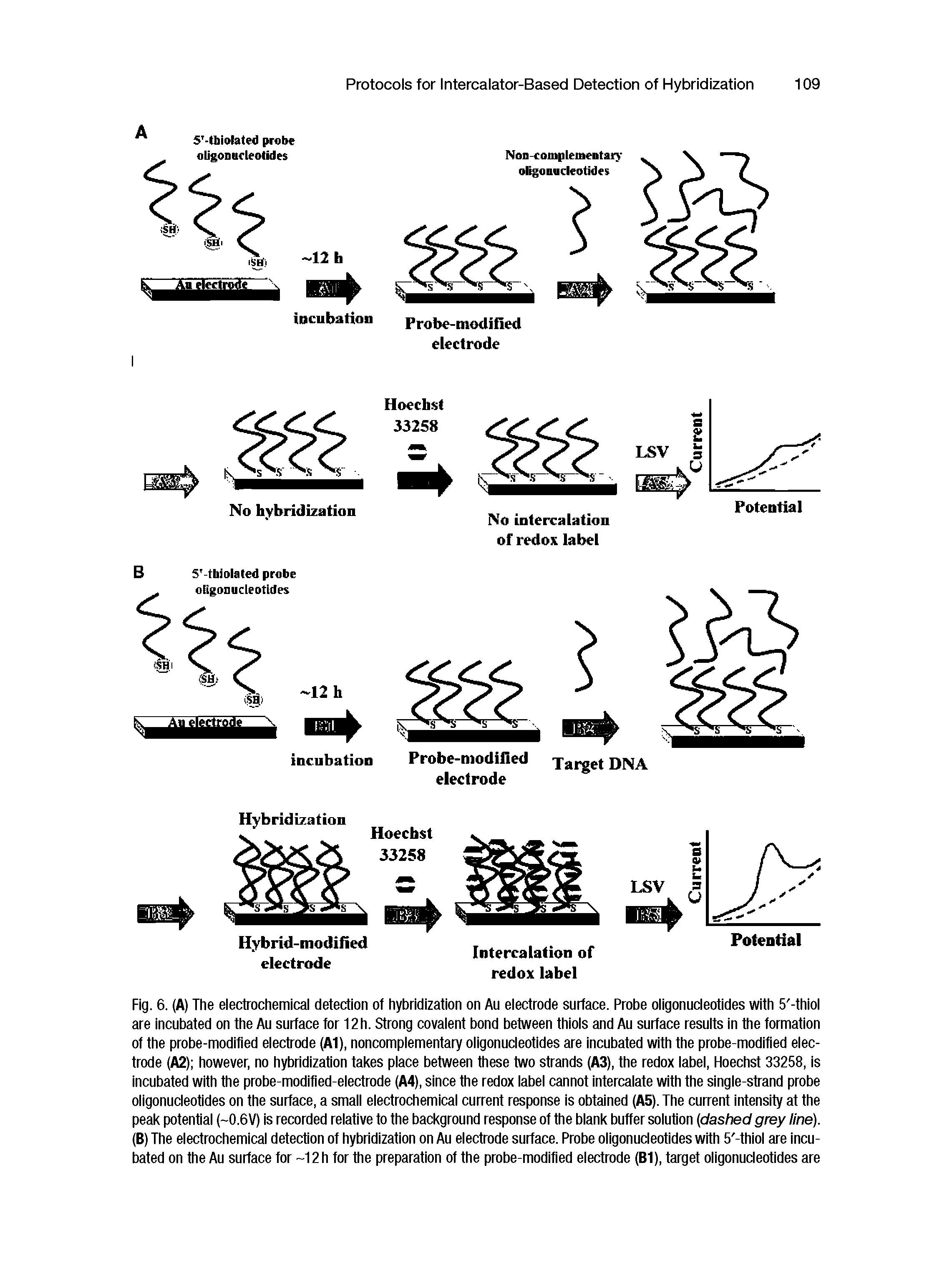 Fig. 6. (A) The electrochemical detection of hybridization on Au electrode surface. Probe oligonucleotides with 5 -thiol are incubated on the Au surface for 12h. Strong covalent bond between thiols and Au surface results in the formation of the probe-modified electrode (A1), noncomplementary oligonucleotides are incubated with the probe-modified electrode (A2) however, no hybridization takes place between these two strands (A3), the redox label, Hoechst 33258, is incubated with the probe-modified-electrode (A4), since the redox label cannot intercalate with the single-strand probe oligonucleotides on the surface, a small electrochemical current response is obtained (A5). The current intensity at the peak potential (-0.6V) is recorded relative to the background response of the blank buffer solution (dashed grey line). (B) The electrochemical detection of hybridization on Au electrode surface. Probe oligonucleotides with 5 -thiol are incubated on the Au surface for -12 h for the preparation of the probe-modified electrode (B1), target oligonucleotides are...