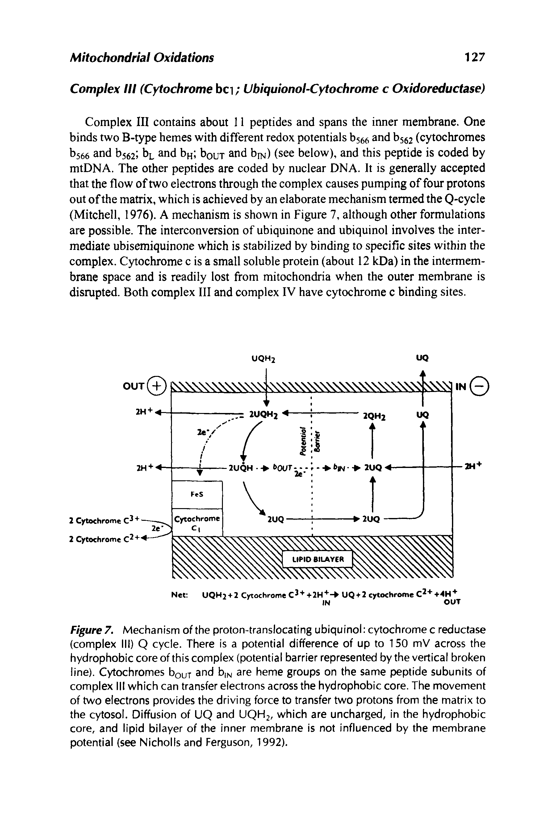 Figure 7. Mechanism of the proton-translocating ubiquinol cytochrome c reductase (complex III) Q cycle. There is a potential difference of up to 150 mV across the hydrophobic core of this complex (potential barrier represented by the vertical broken line). Cytochromes hour and b N are heme groups on the same peptide subunits of complex III which can transfer electrons across the hydrophobic core. The movement of two electrons provides the driving force to transfer two protons from the matrix to the cytosol. Diffusion of UQ and UQHj, which are uncharged, in the hydrophobic core, and lipid bilayer of the inner membrane is not influenced by the membrane potential (see Nicholls and Ferguson, 1992).