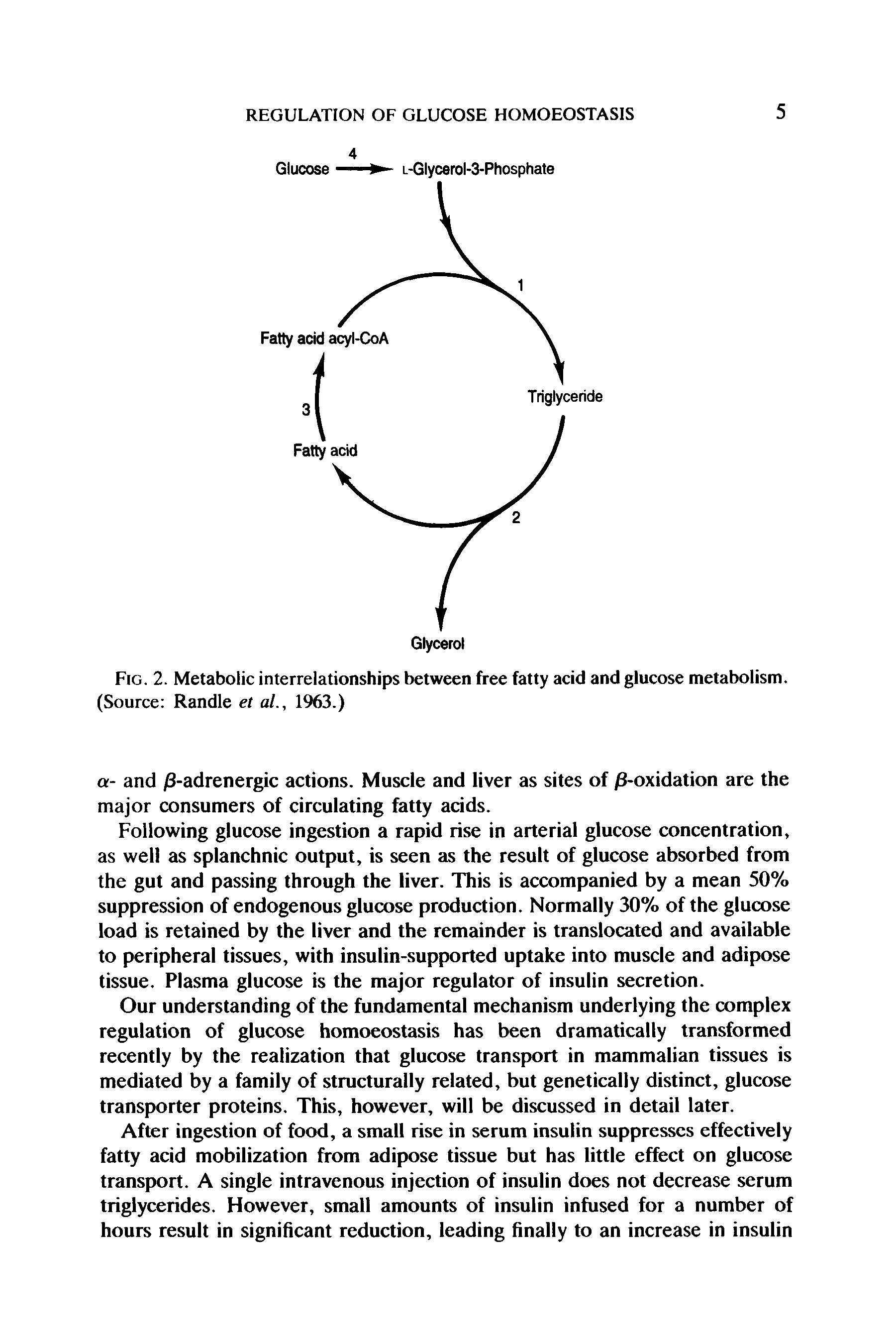 Fig. 2. Metabolic interrelationships between free fatty acid and glucose metabolism. (Source Randle et al., 1963.)...