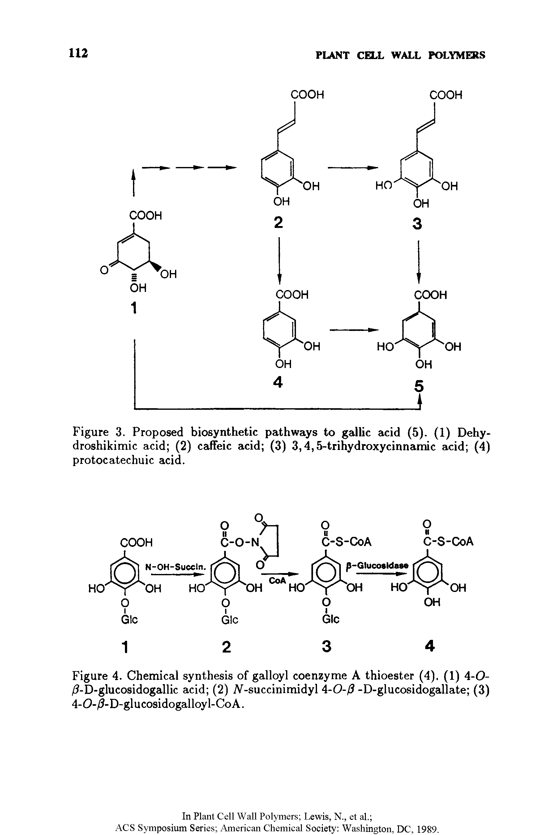 Figure 3. Proposed biosynthetic pathways to gallic acid (5). (1) Dehy-droshikimic acid (2) caffeic acid (3) 3,4,5-trihydroxycinnamic acid (4) protocatechuic acid.
